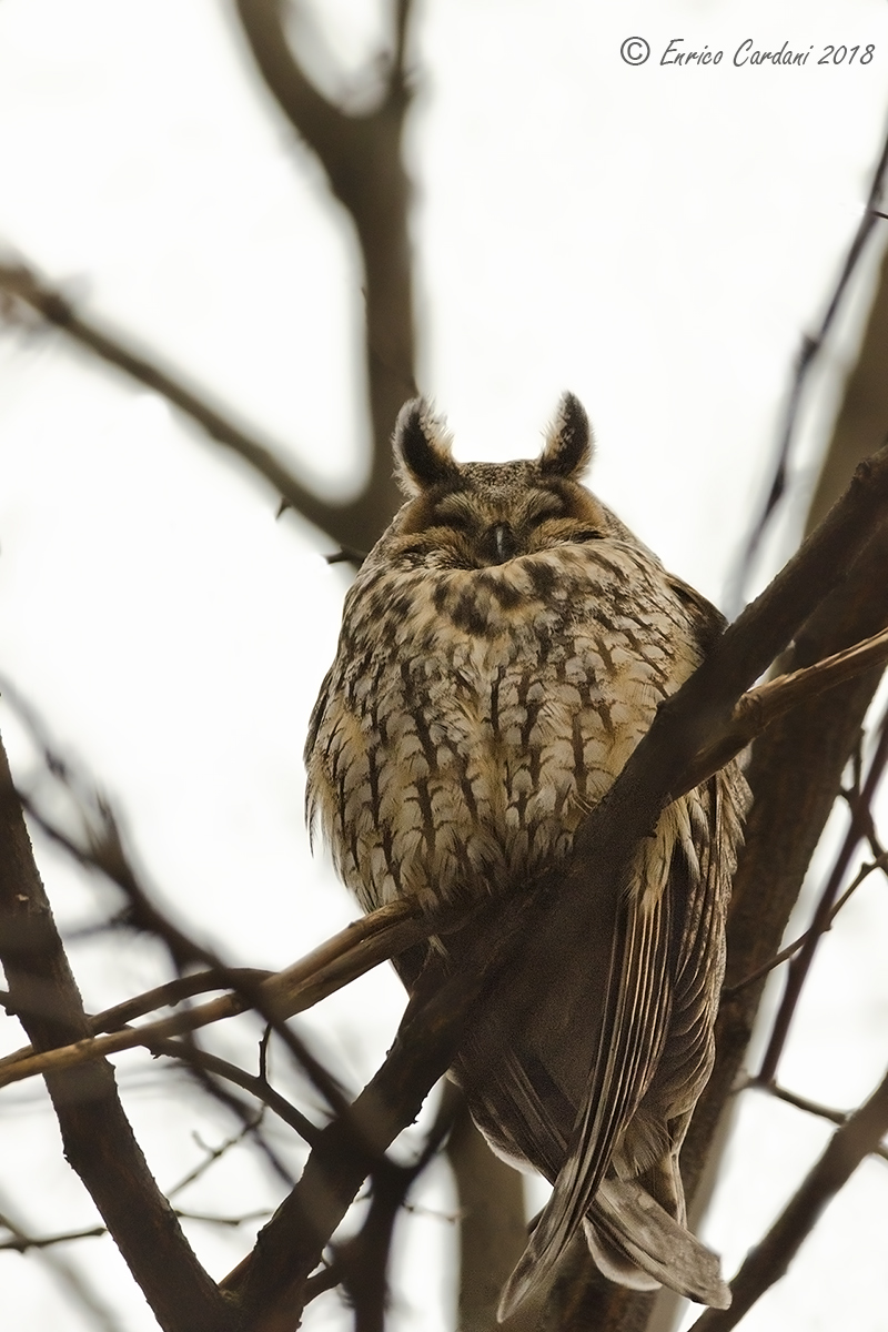 Ninna nanna, ninna oh !