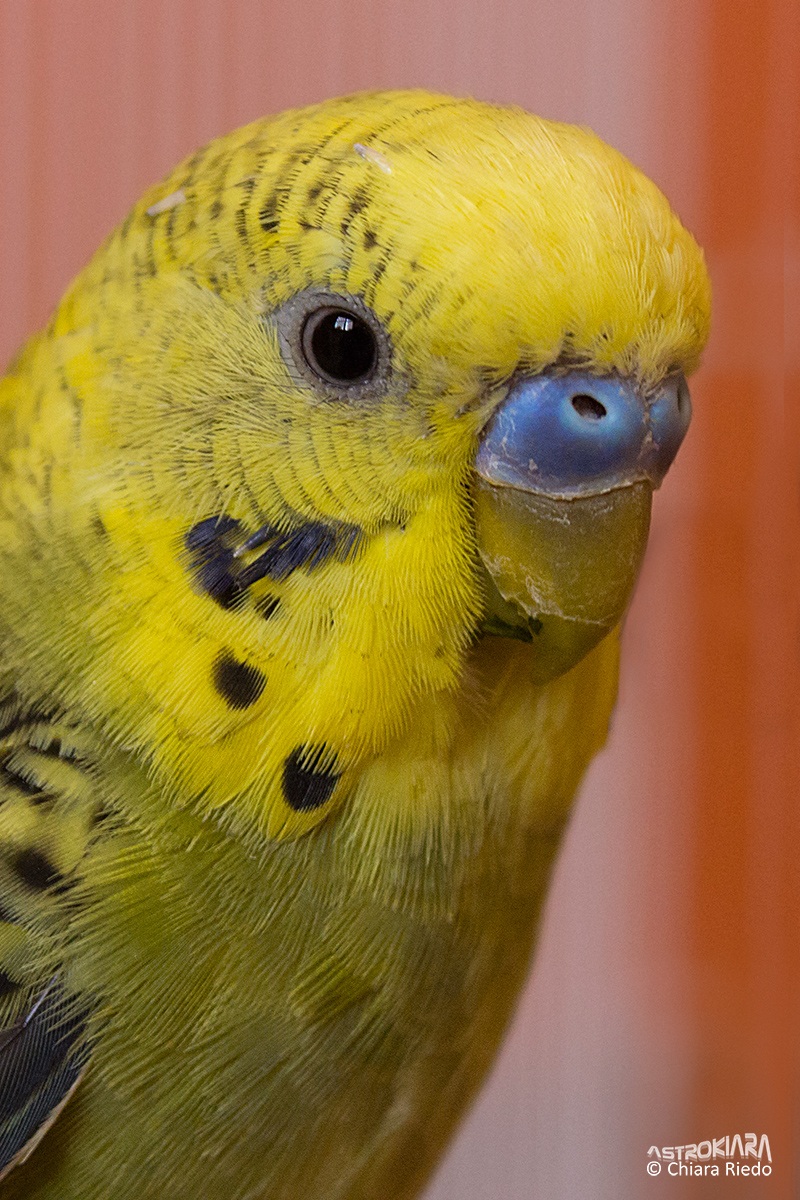 Ritratto di Lancillotto