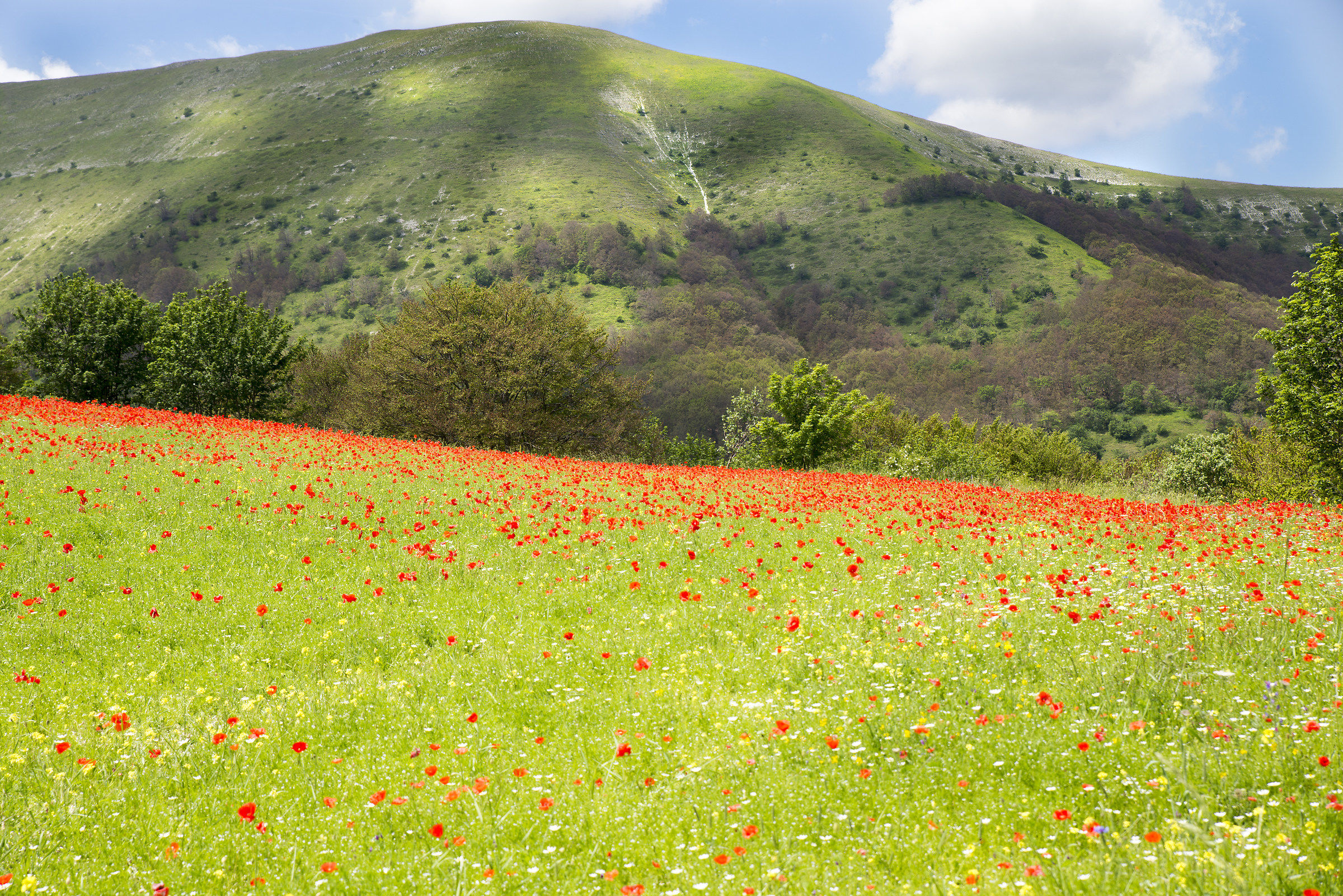 Lungo la strada per Castelluccio