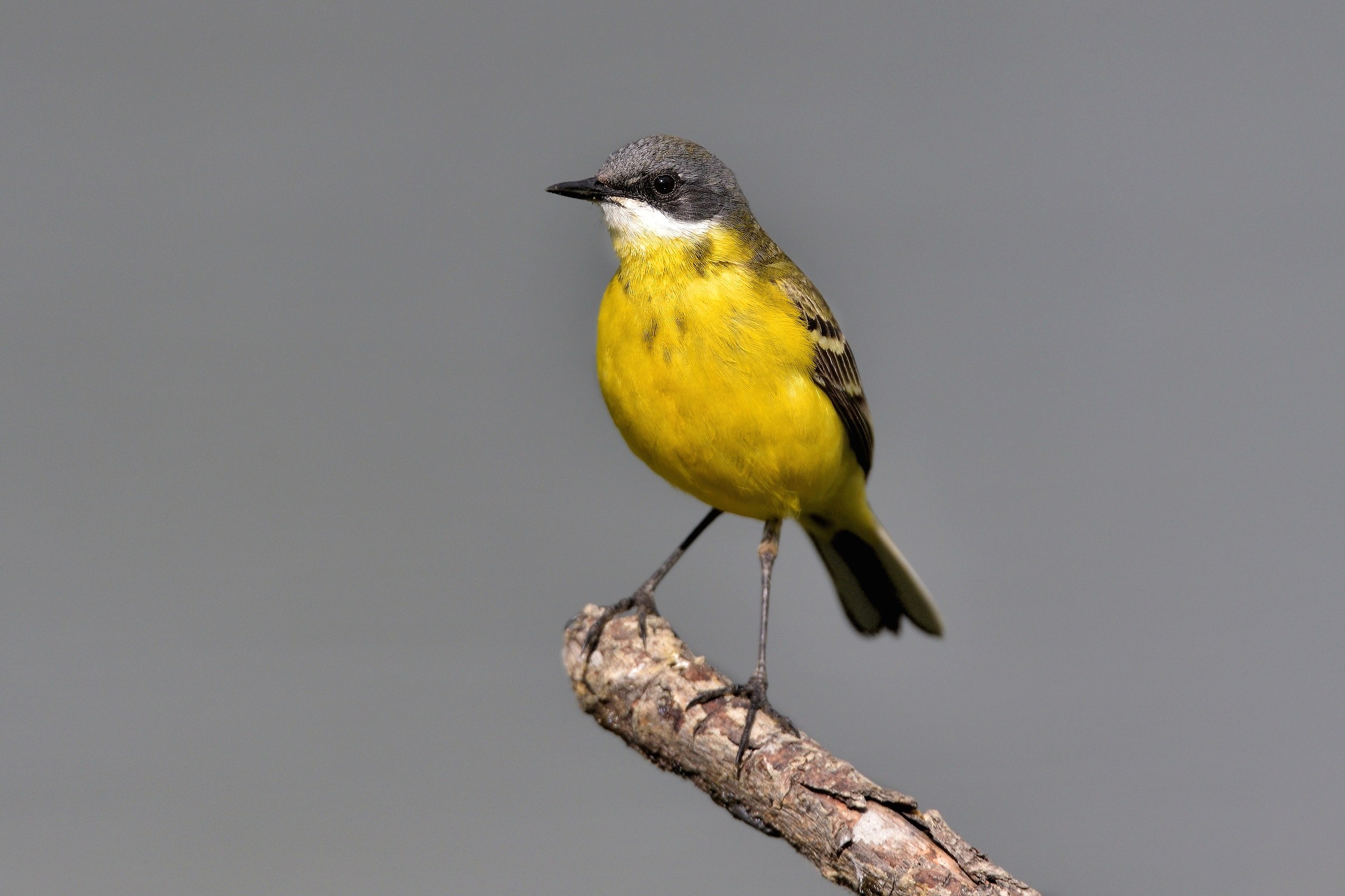 Cutrettola capocenerino(Motacilla flava cinereocapilla)