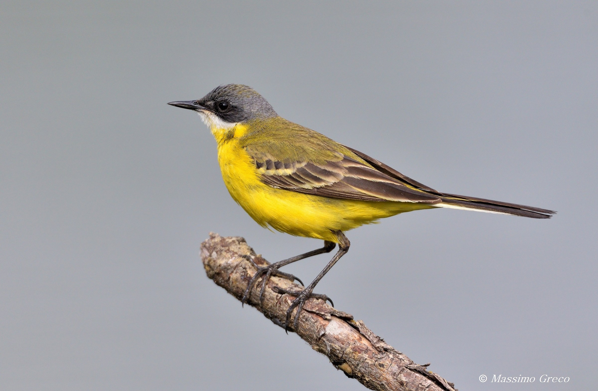 Wagtail (Motacilla flava Cinereocapilla)