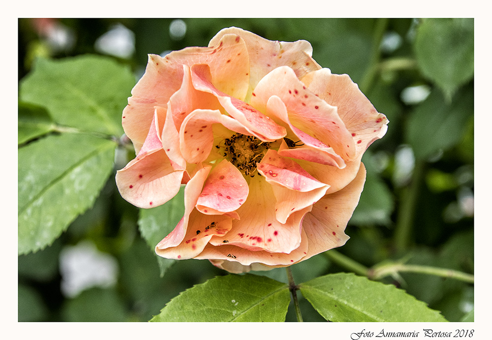 This morning from the Rose Garden of the royal Villa of Monz...