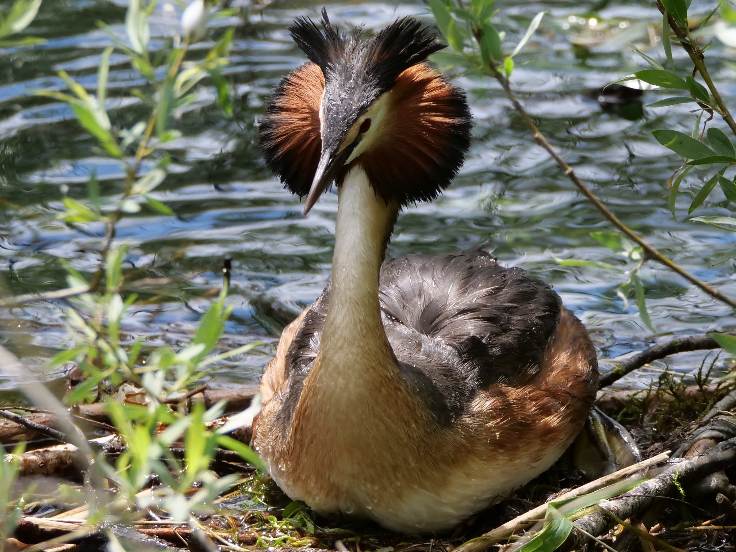 Svasso maggiore (Podiceps cristatus)