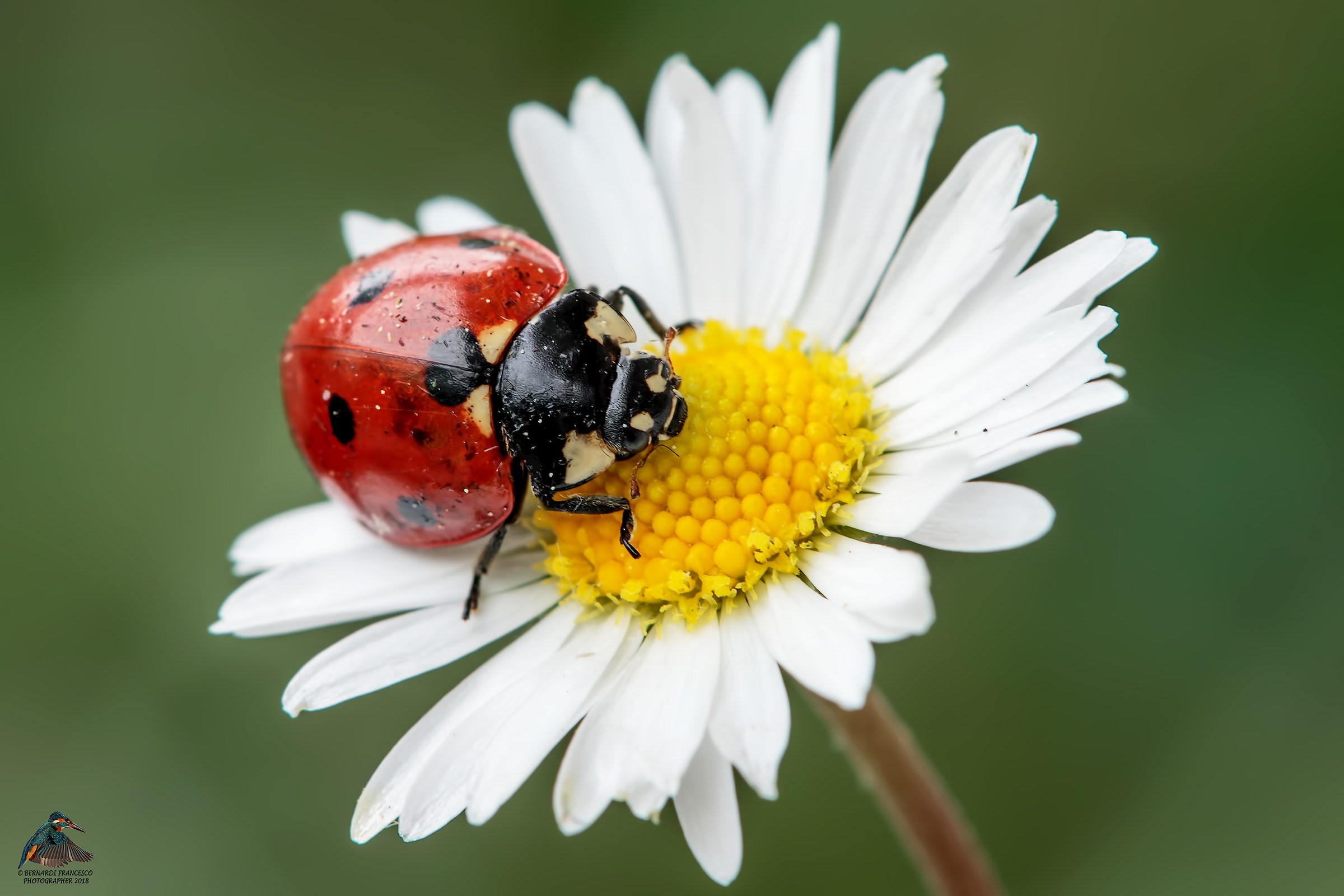 Coccinella "Adalia bipunctata"