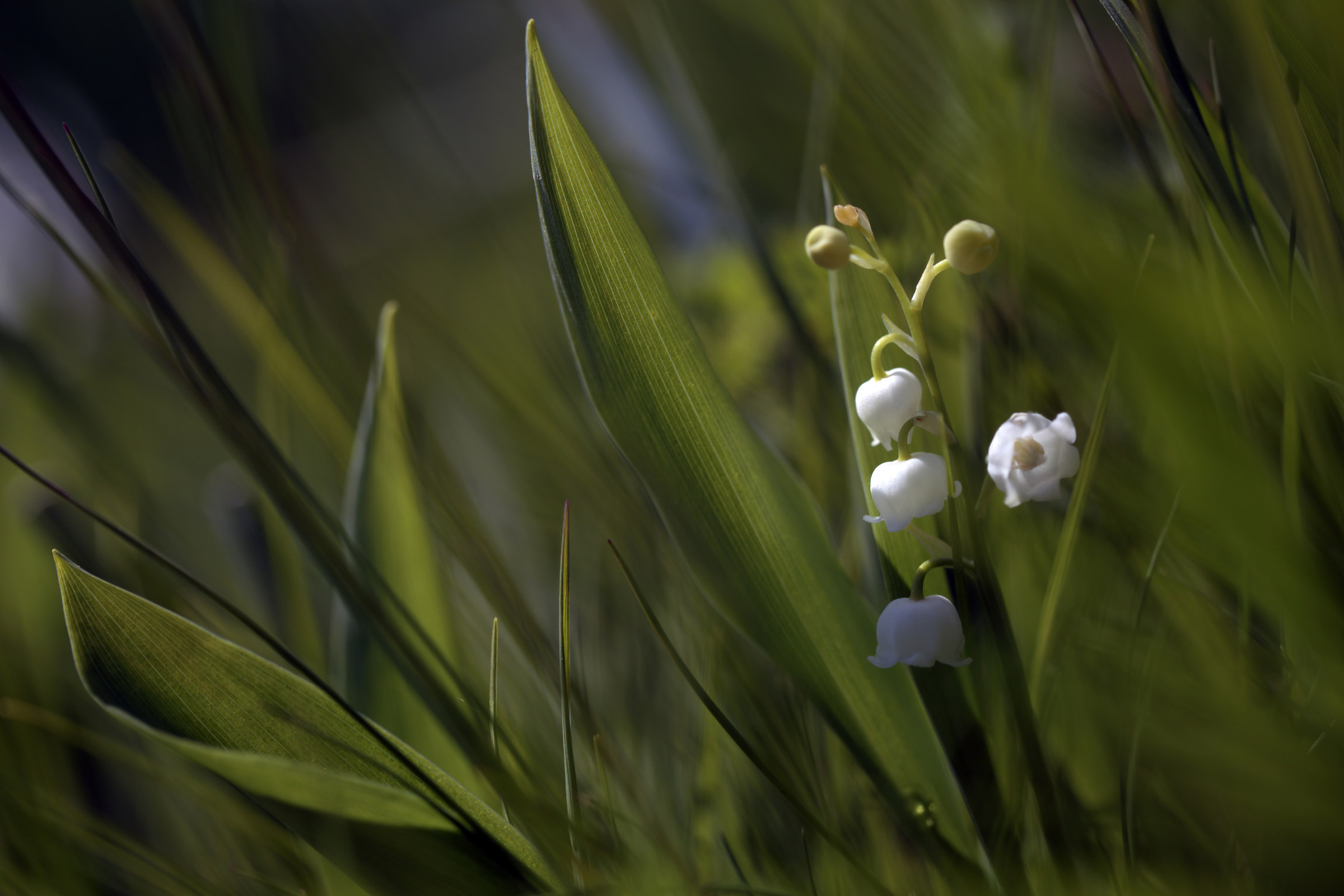 Thrush.... that intoxicating scent.