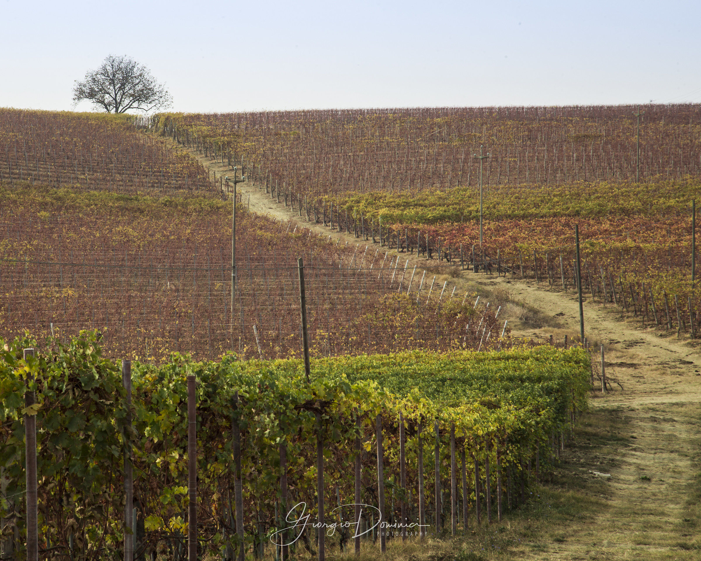L'autunno nel vigneto