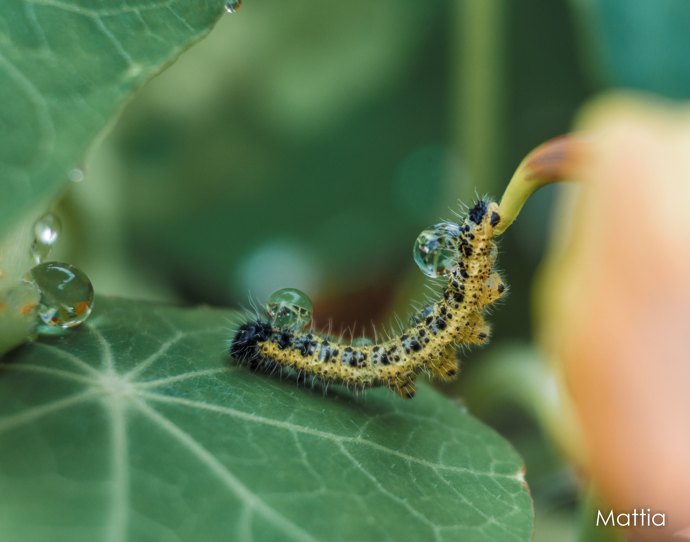 Caterpillar trasporta acqua
