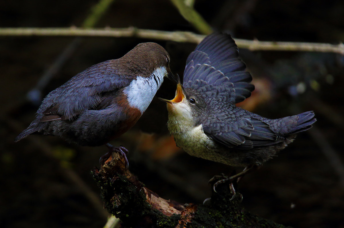 The request of the Pullo