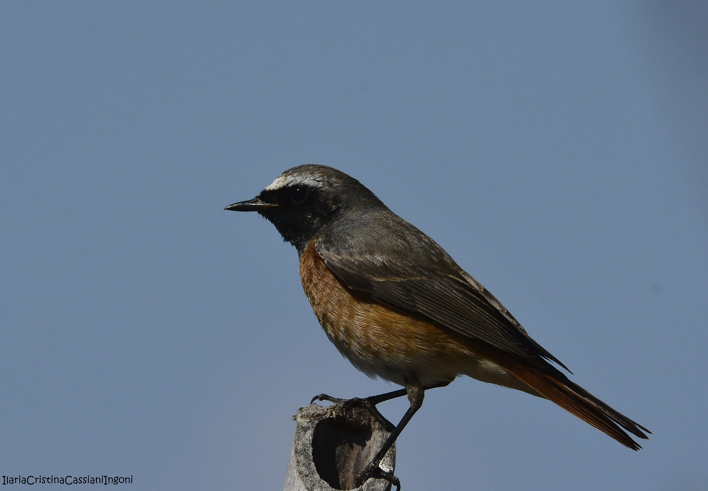 Redstart Common Male