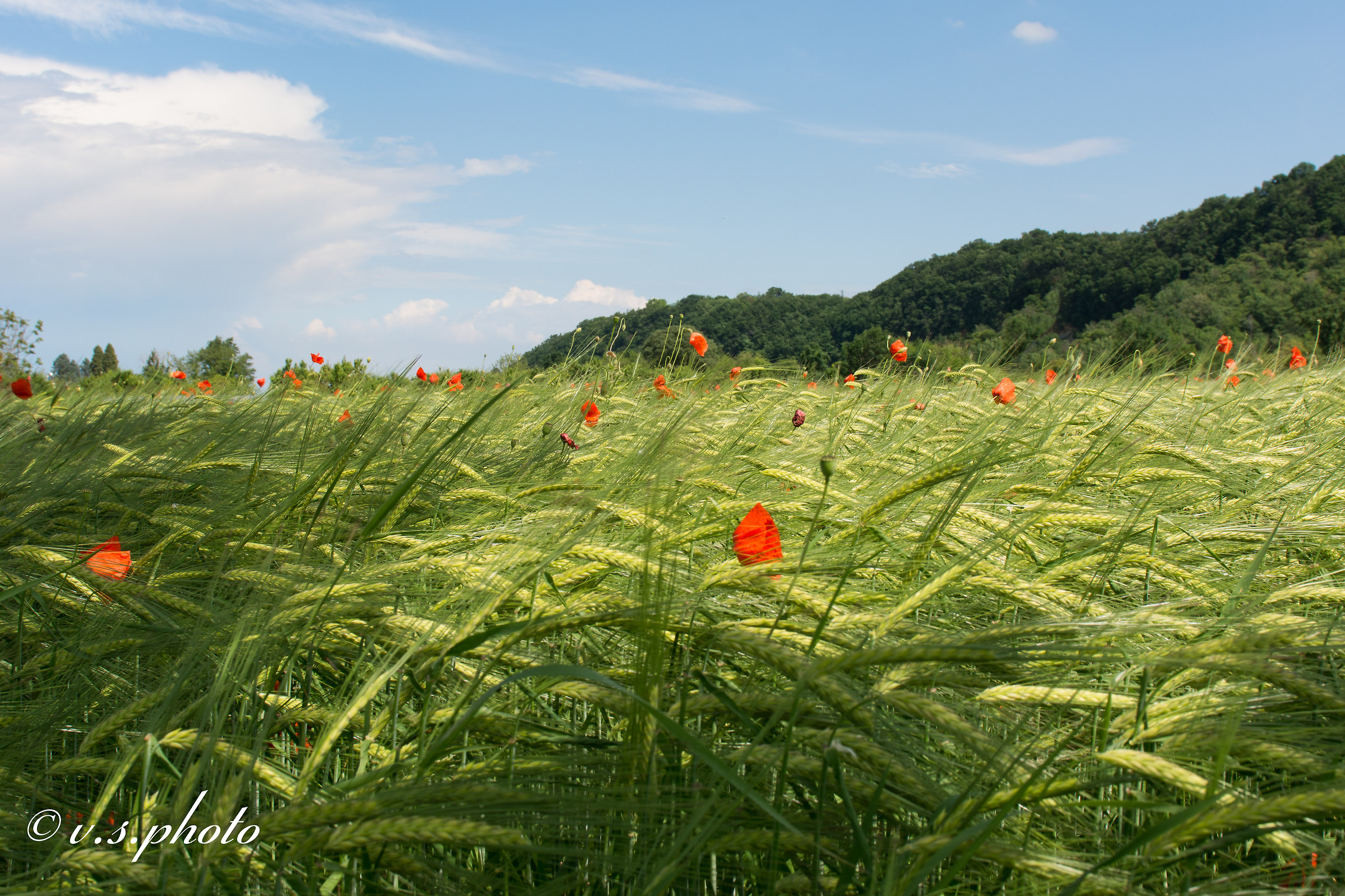 Papaveri in un campo di grano.