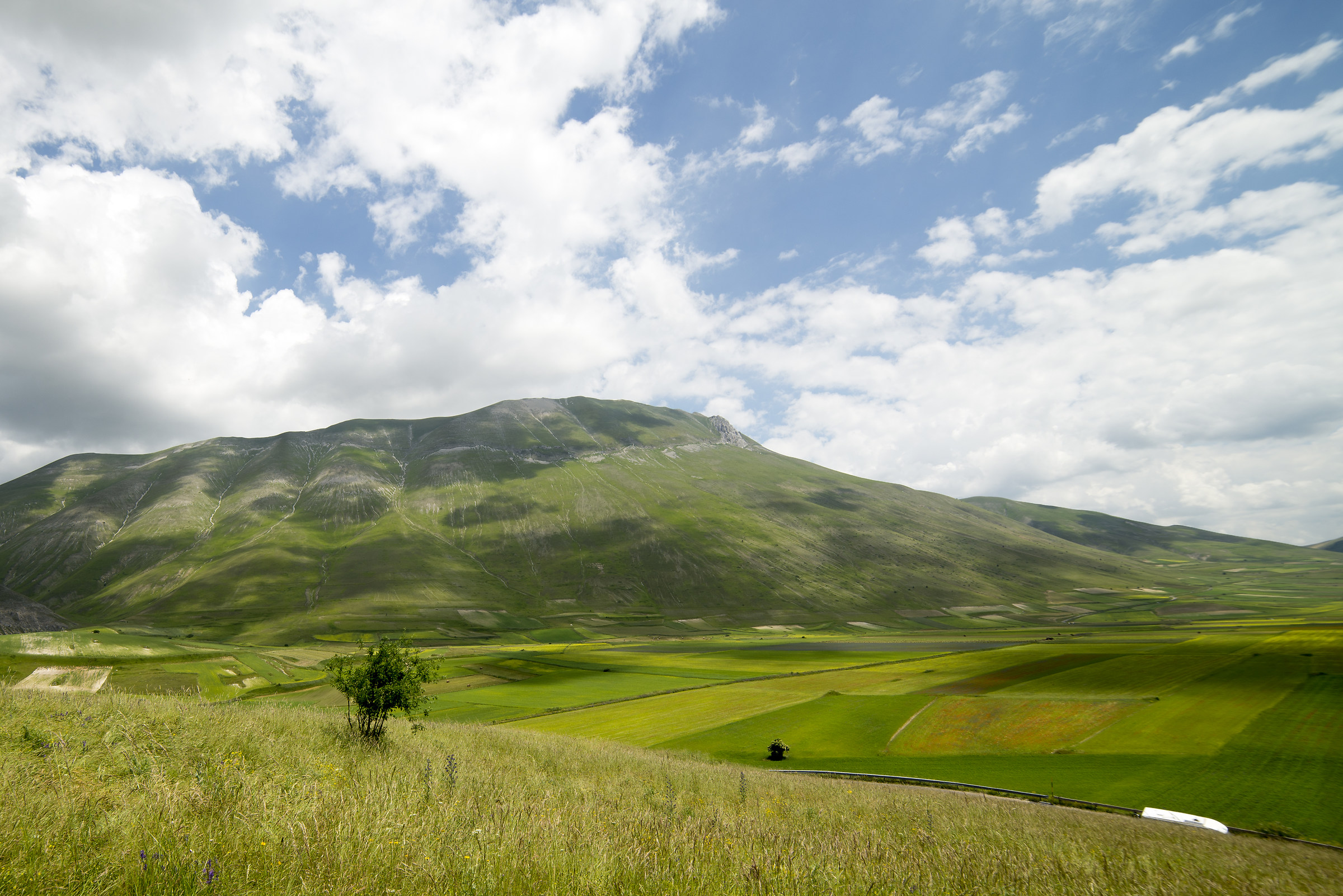 E la fioritura??? ...che sfiga