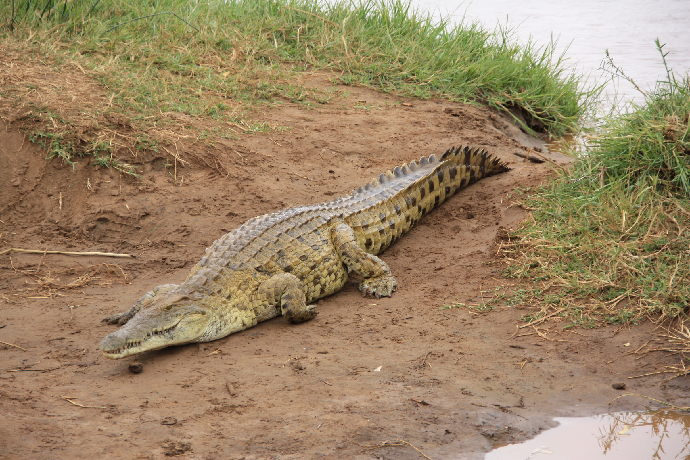 coccodrillo nei pressi del fiume Galana in Kenia
