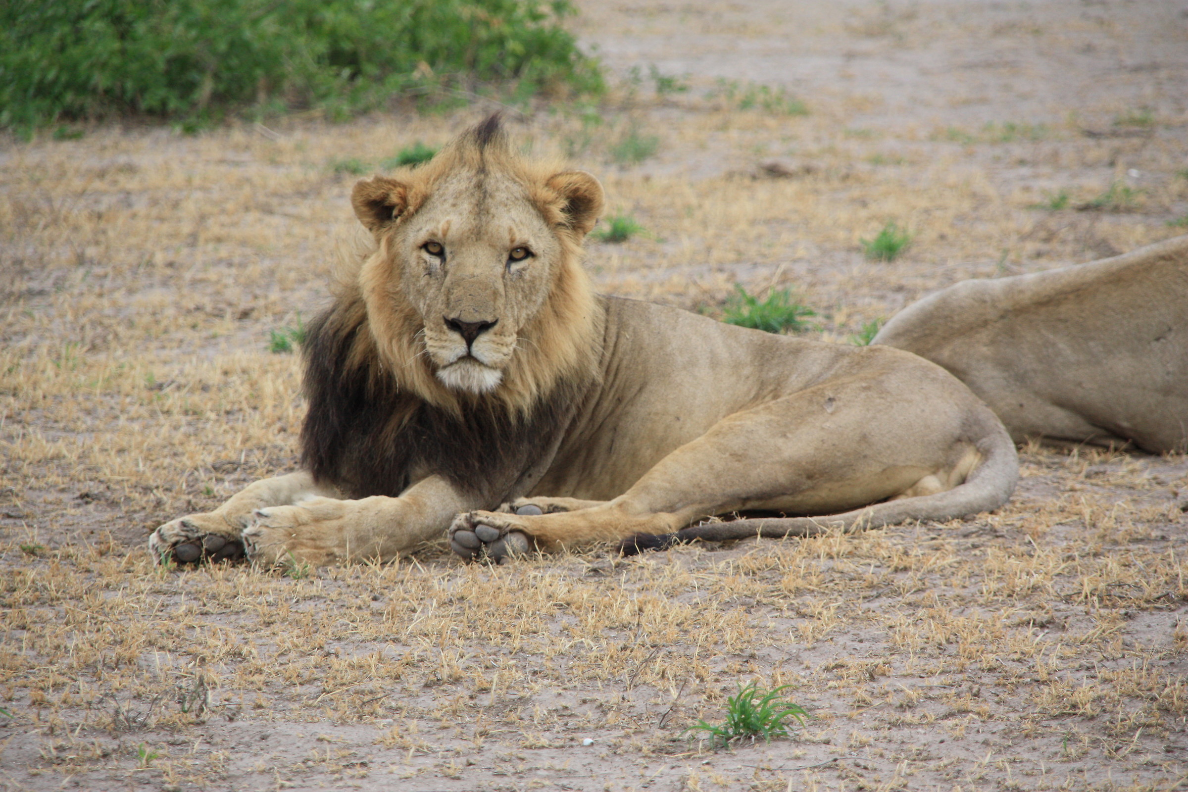 leone nello Tsavo East National Park in Kenia