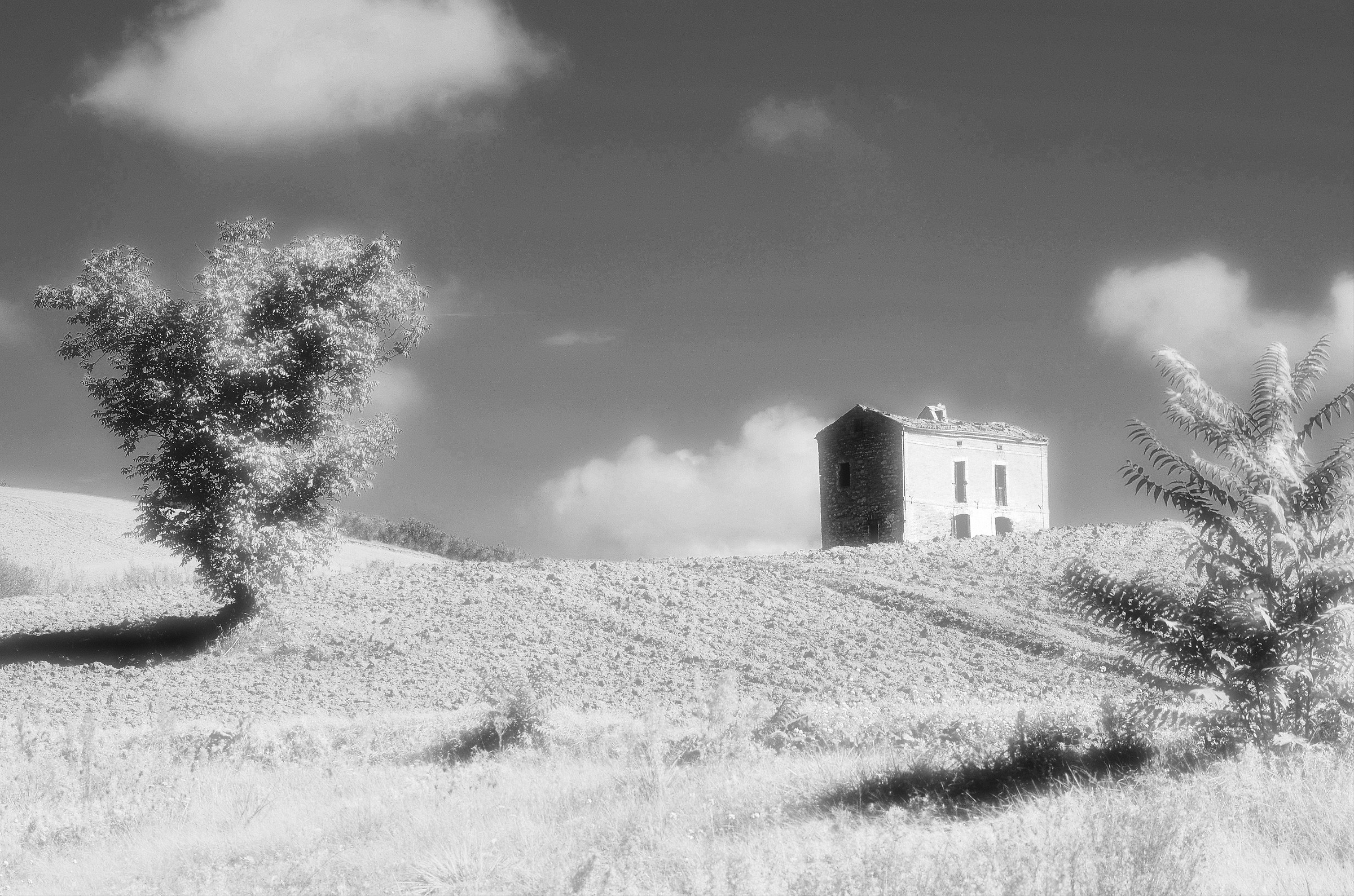 Talora nell'arsura della via un canto di cicale...
