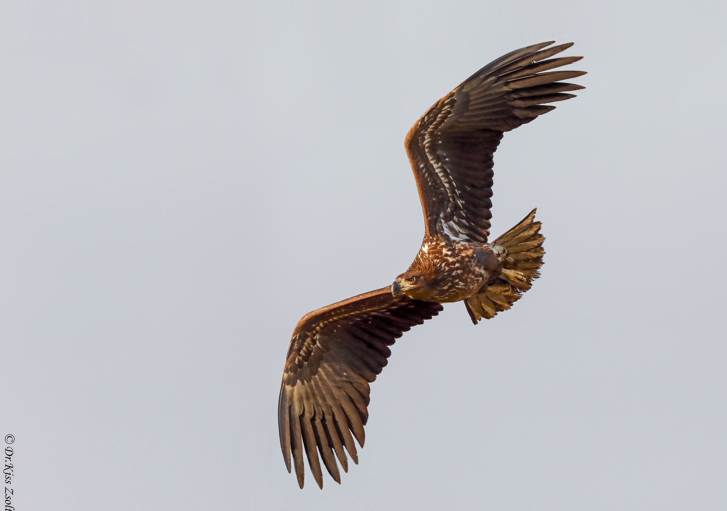 Aquila dalla coda bianca