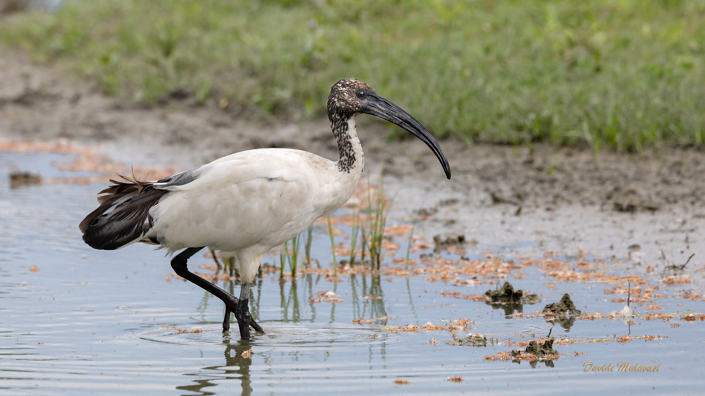 Ibis