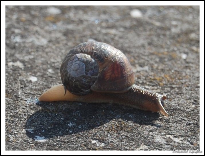 Snail