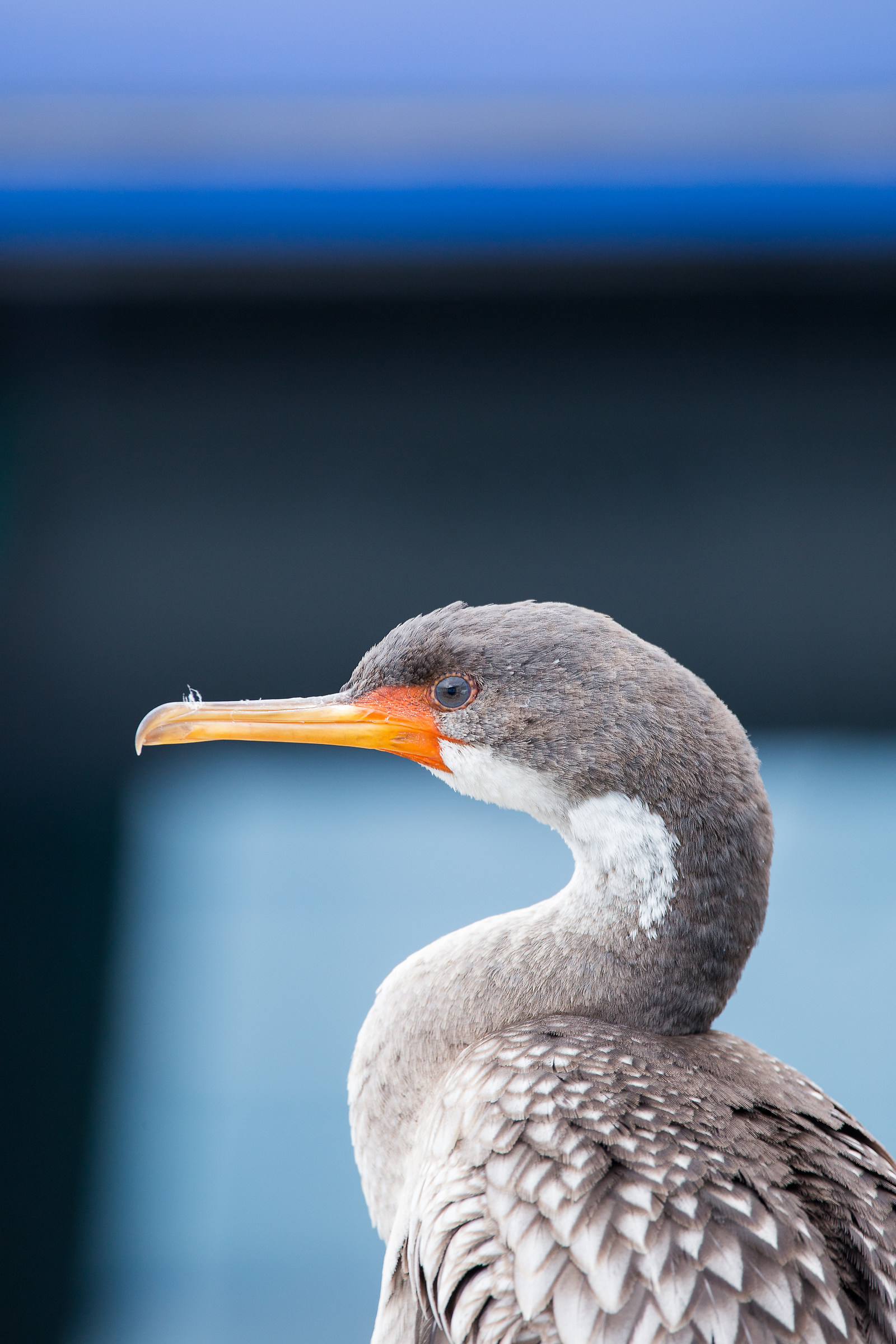 Kittiwake Cormorant