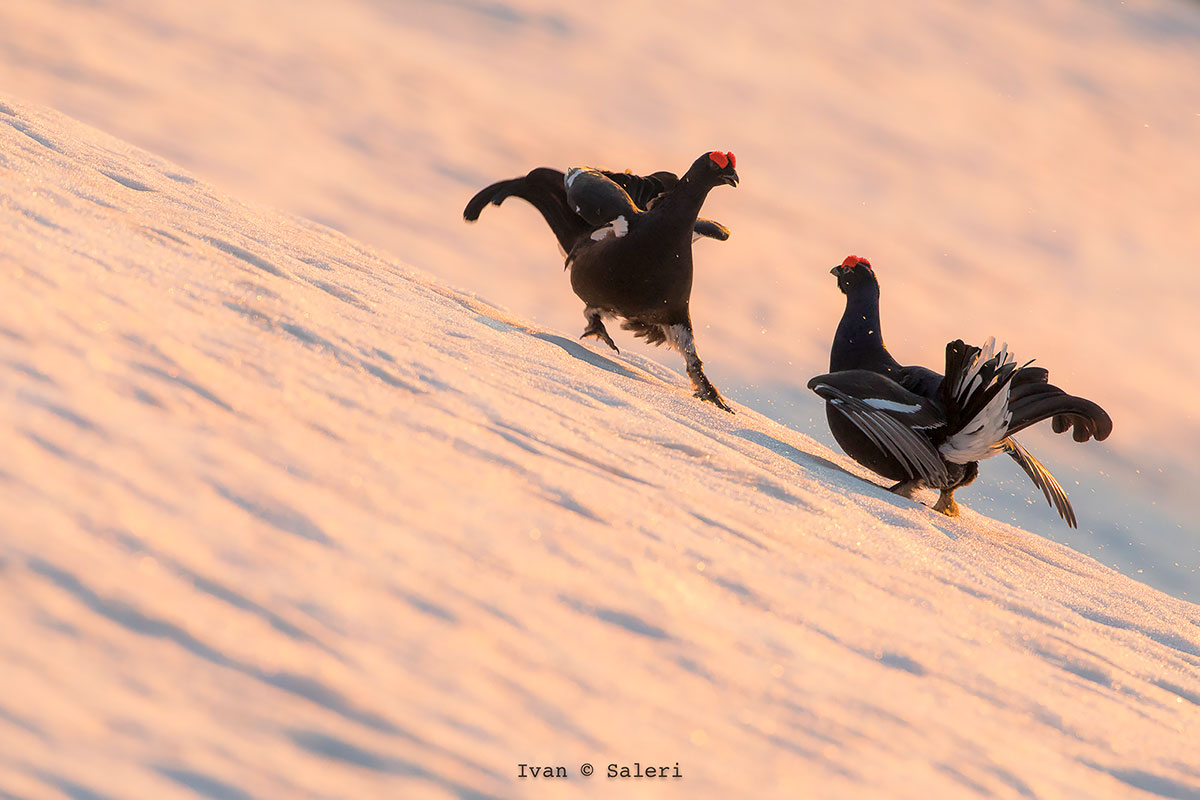 Weather from "Galli"