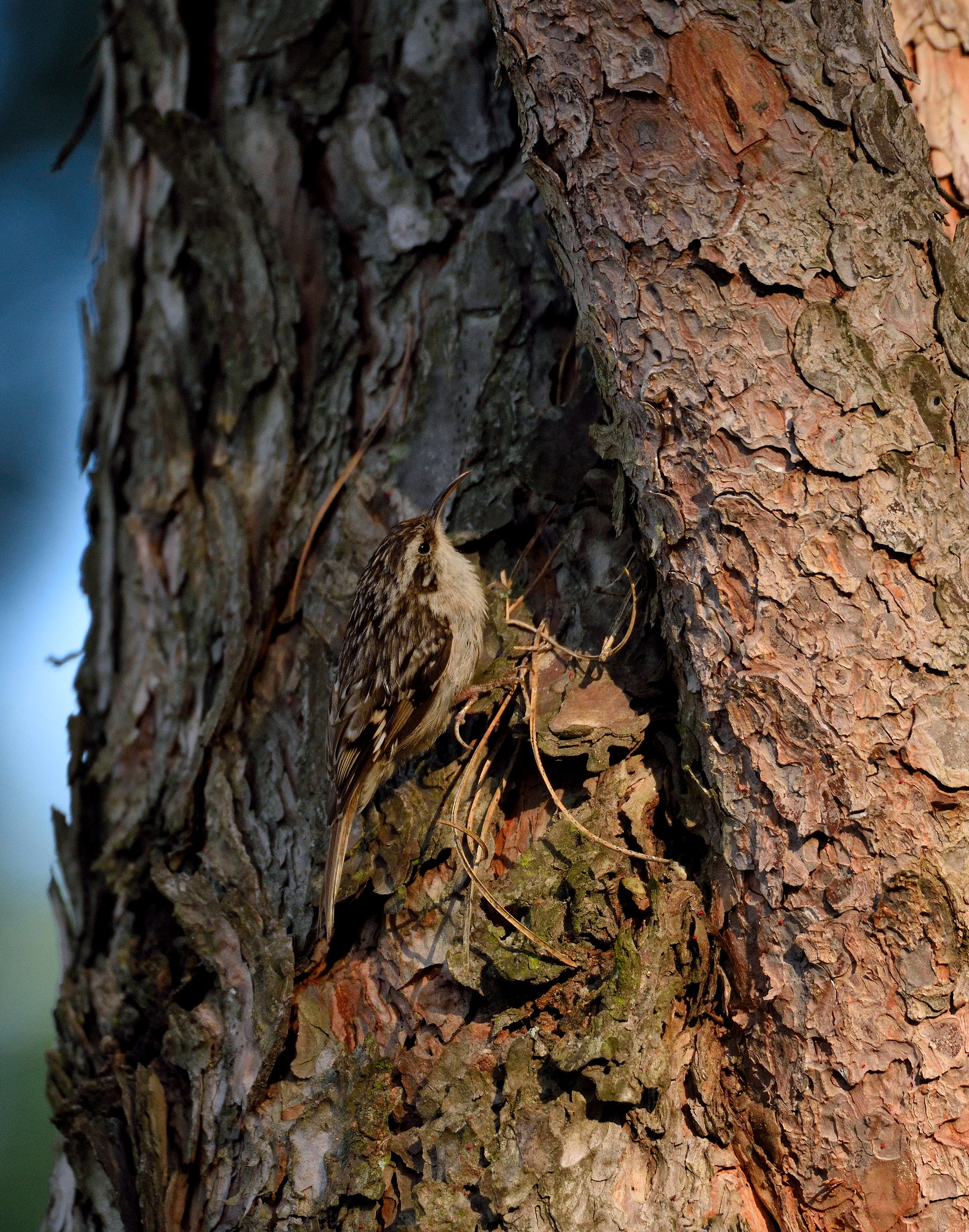 A treecreeper...
