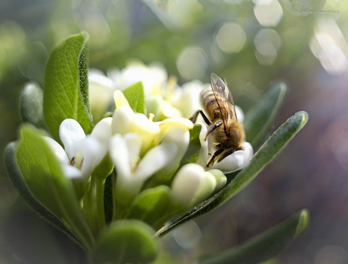 A caccia di buon polline
