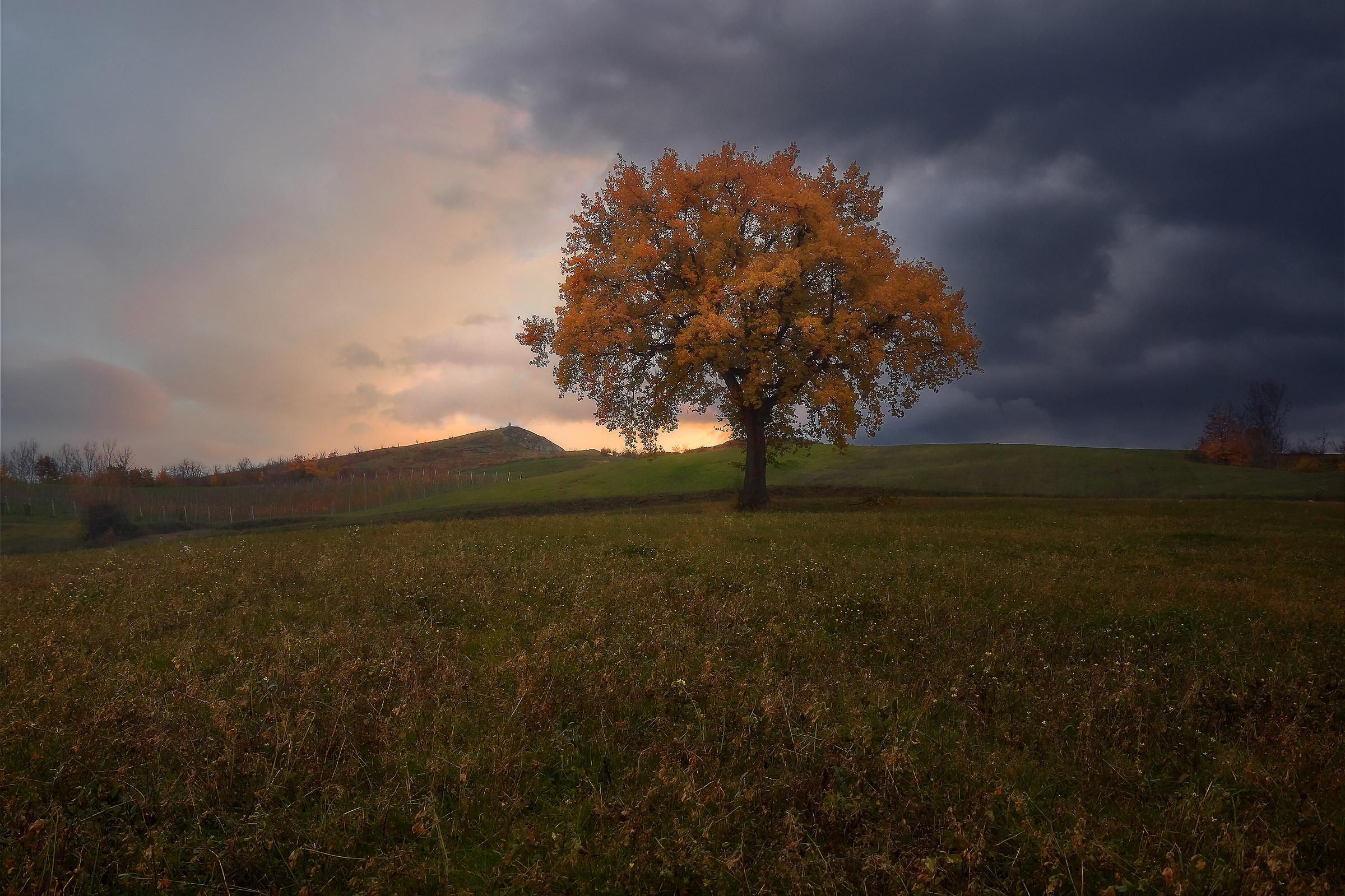 La quercia solitaria
