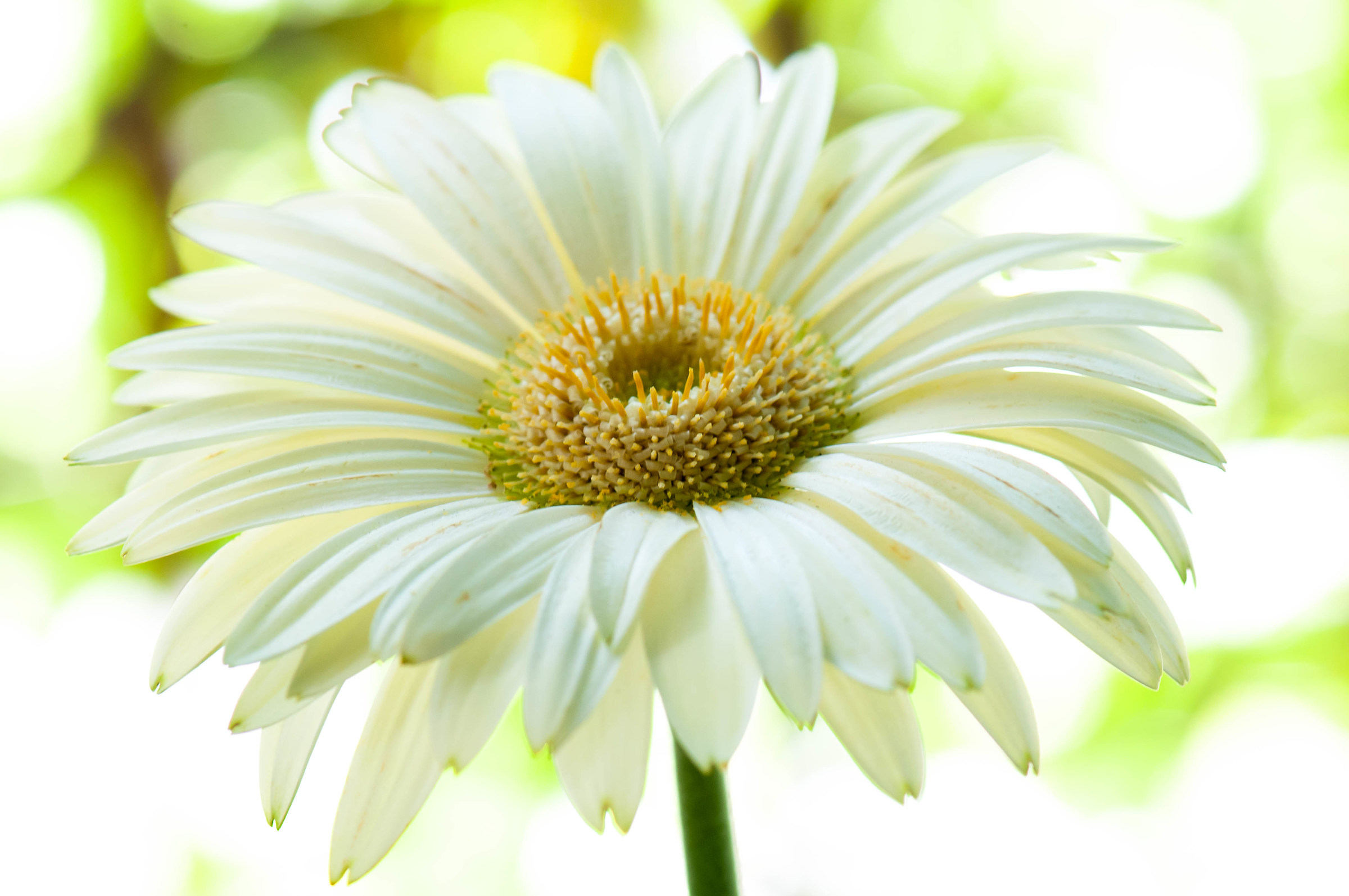 Gazania bianca: un'esplosione di luce