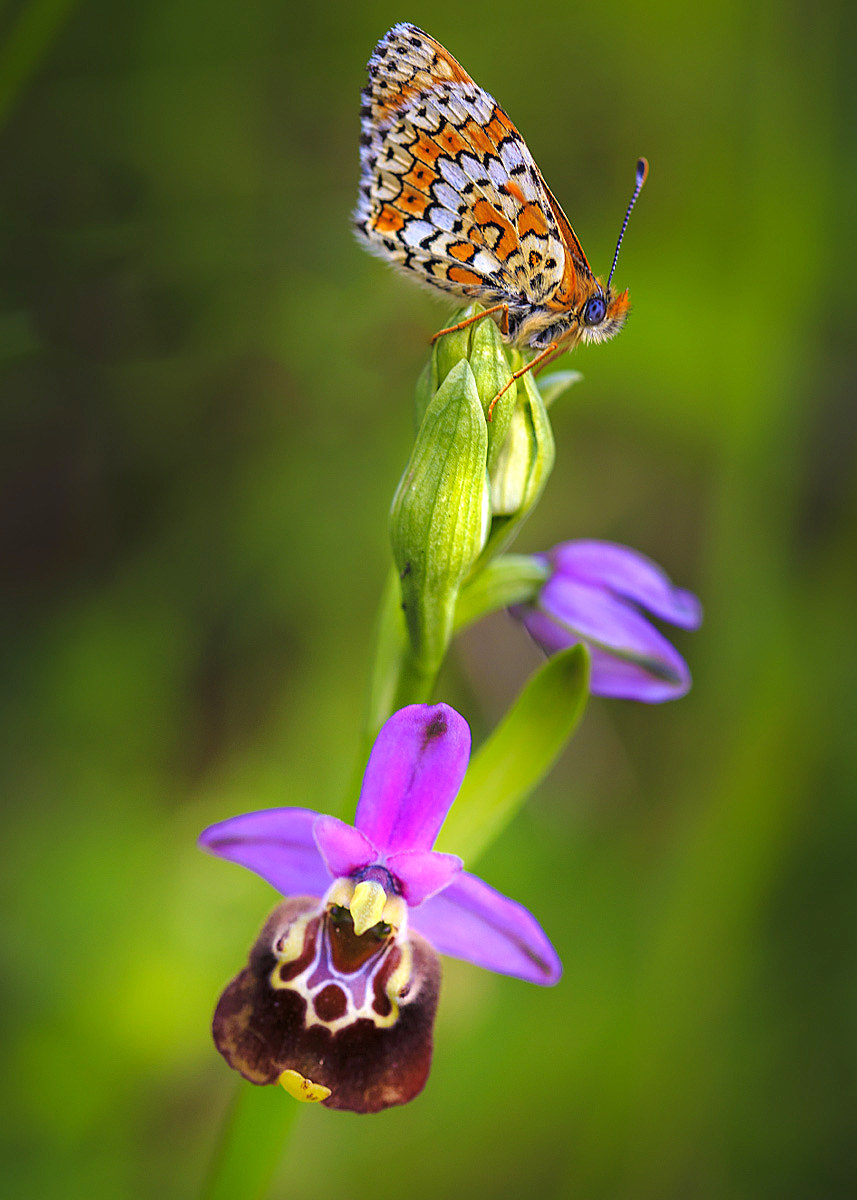 Oprhis and Butterfly