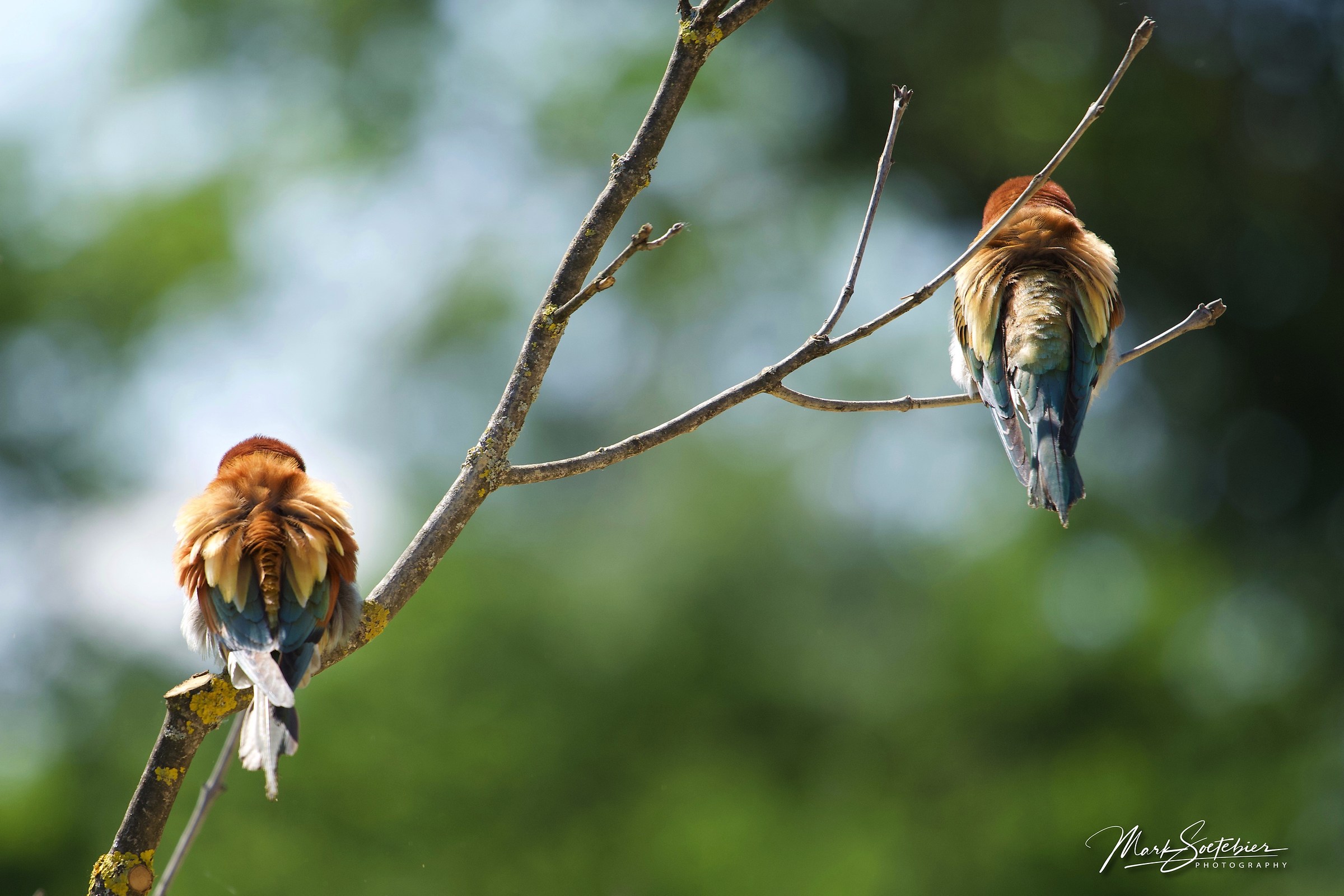 Gruccioni Maleducati, non datemi le spalle