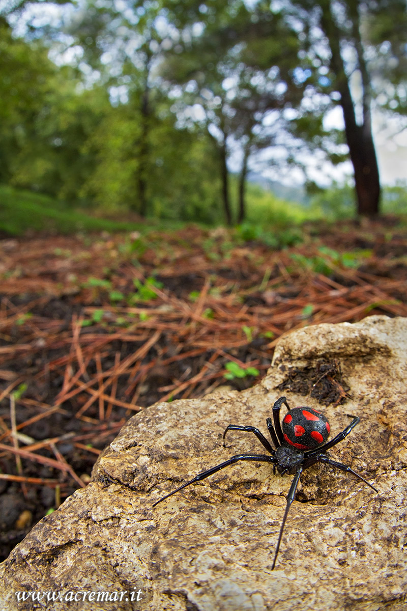 Latrodectus tredecimguttatus