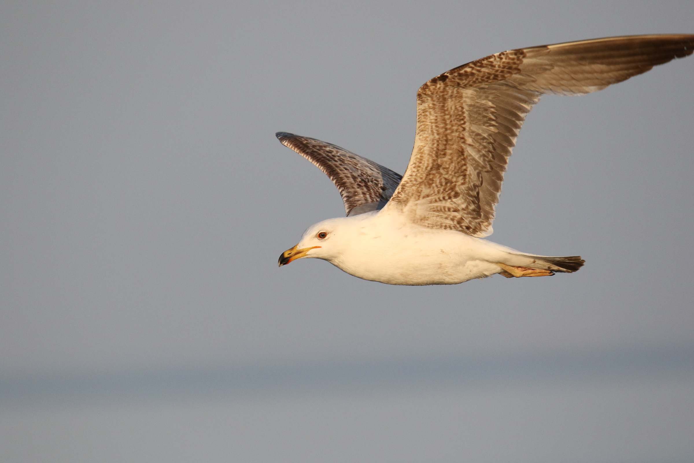 Seagull in flight