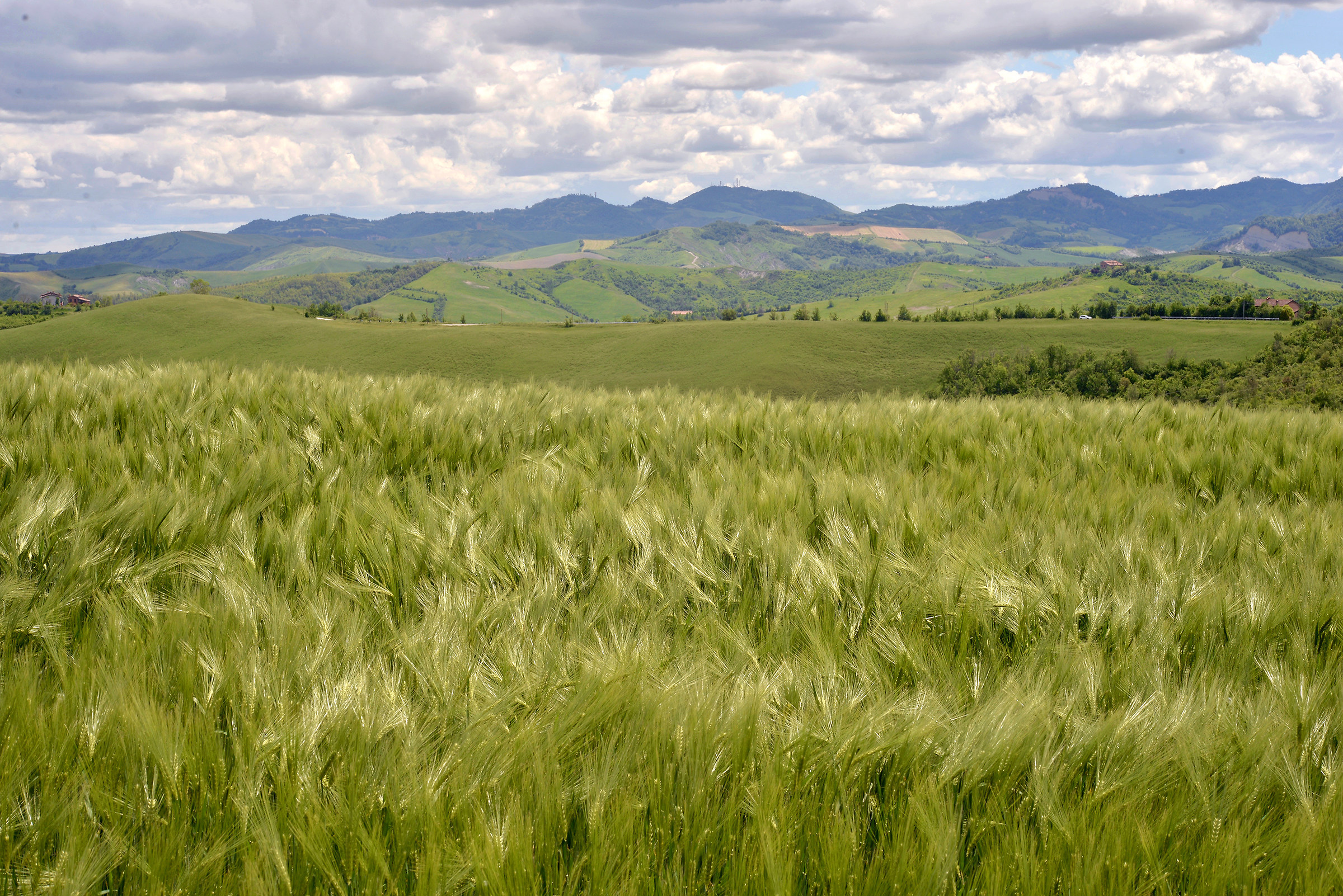 The beginning of the bread