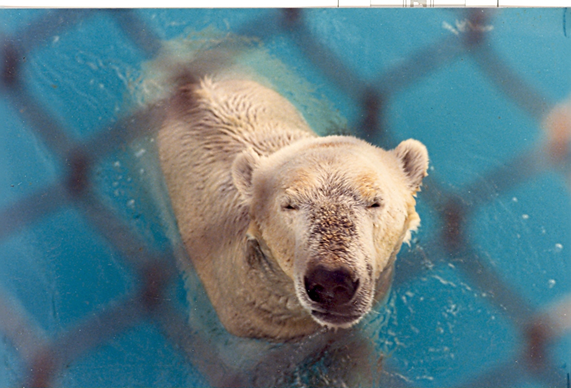 Orso bianco zoo di Roma