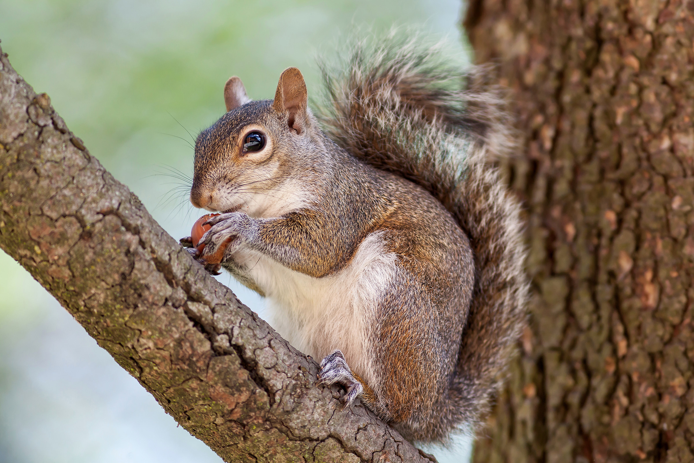 Scoiattolo (Sciurus carolinensis Gmelin, 1788)