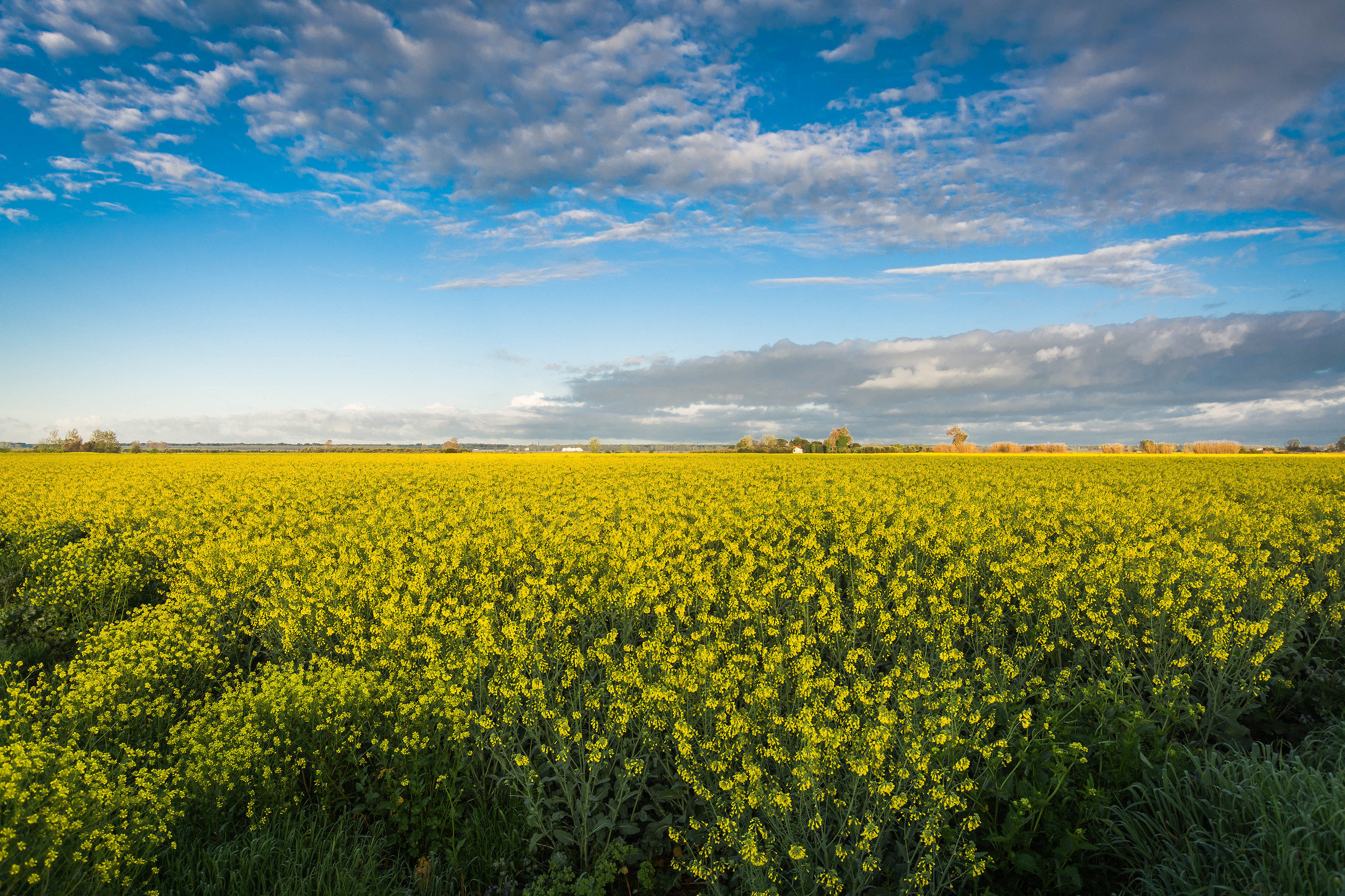 A yellow field