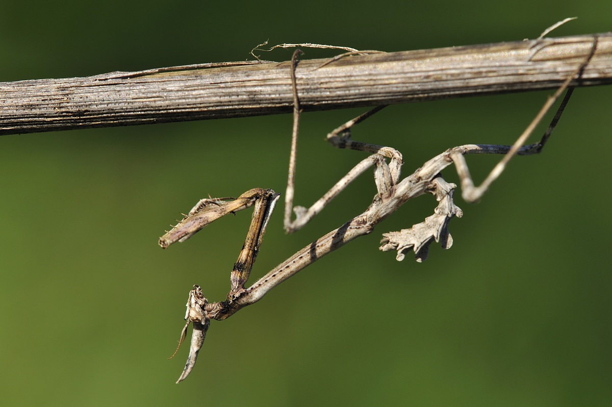 Empusa pennata (Thunberg, 1815)
