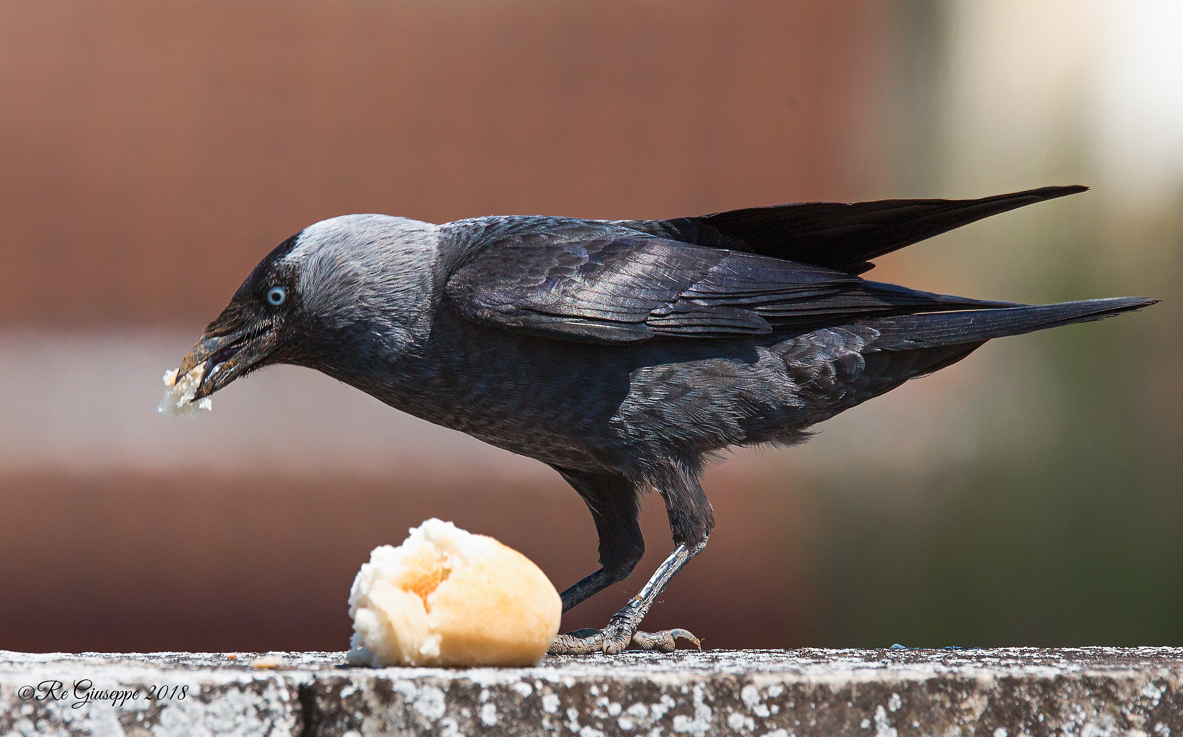 Stiletto steals a piece of bread II