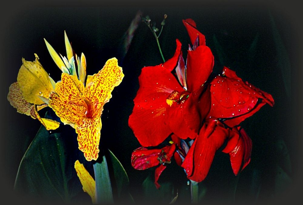 Well assorted colors