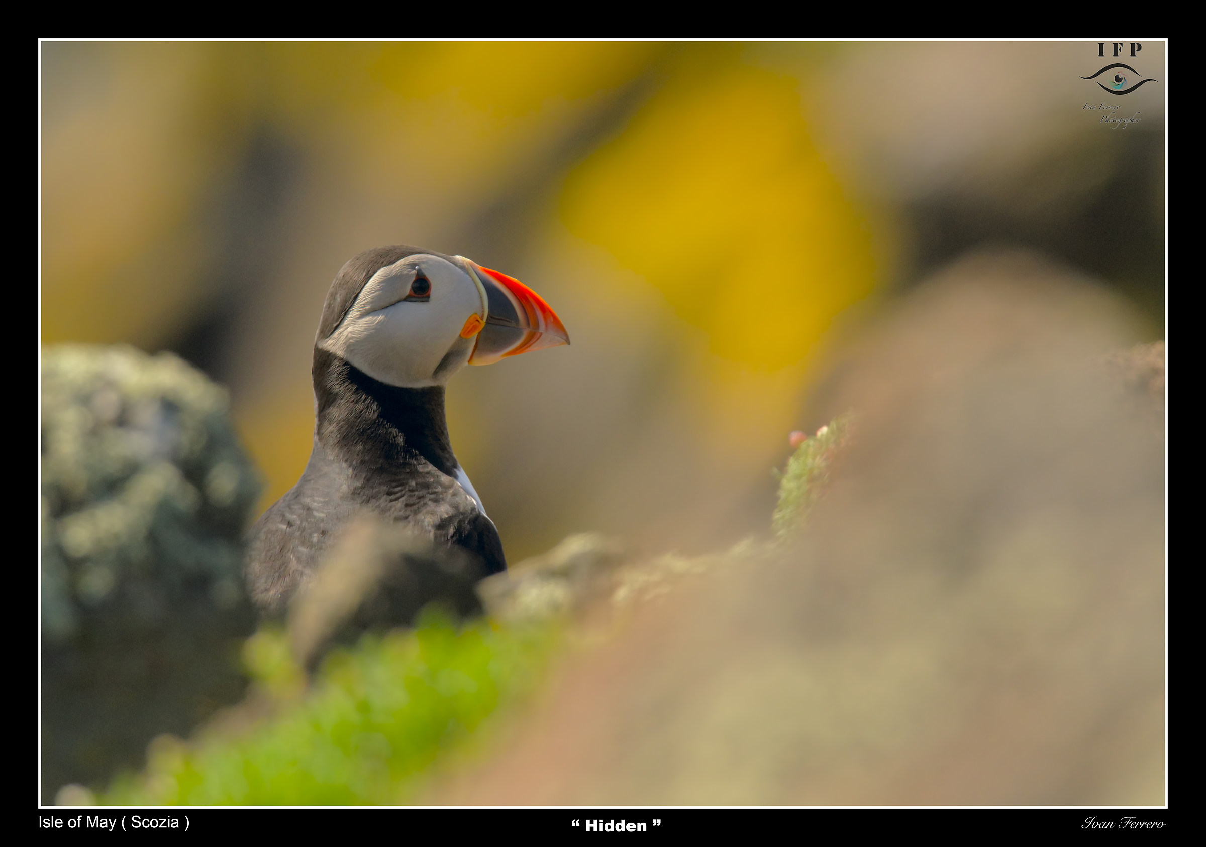 Puffin