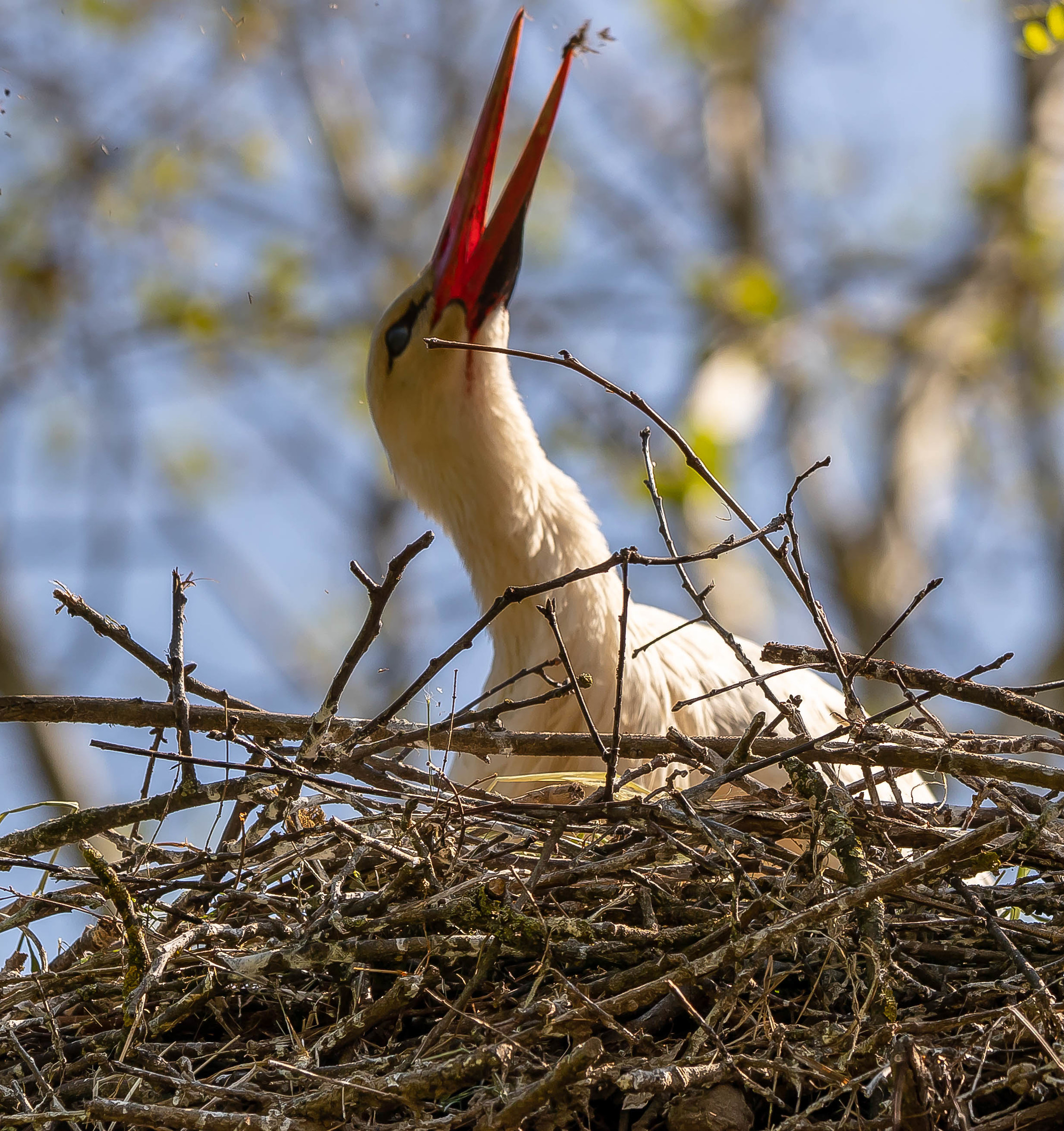 Cicogna nel nido