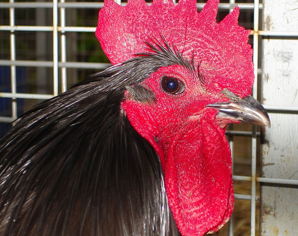gallo nero