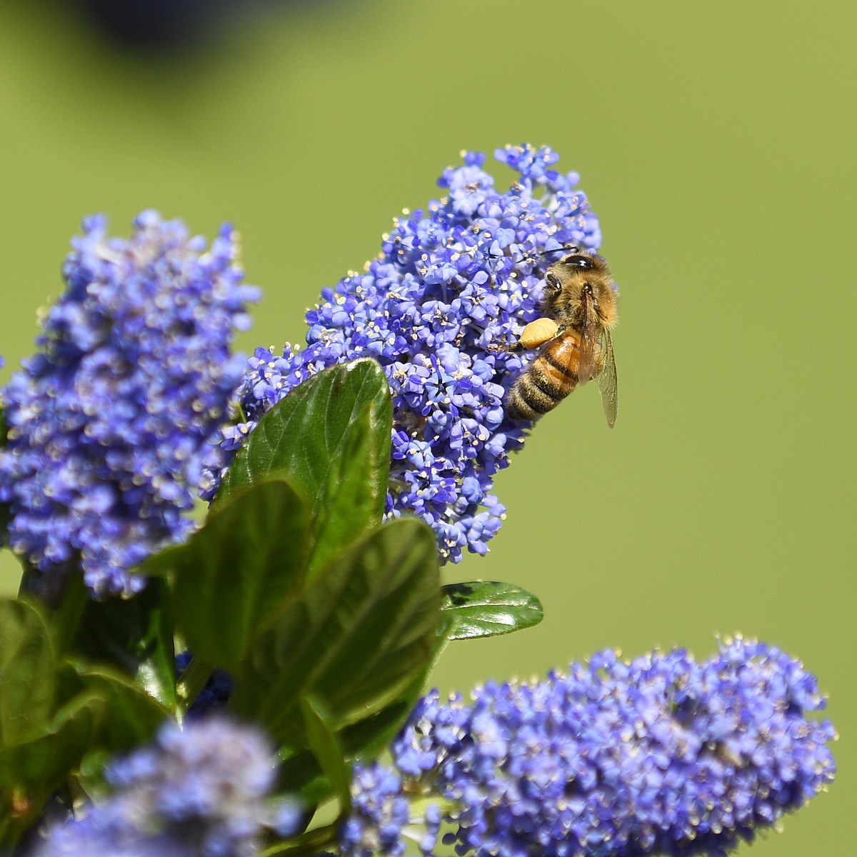 Fiore di Ceanoto in giardino