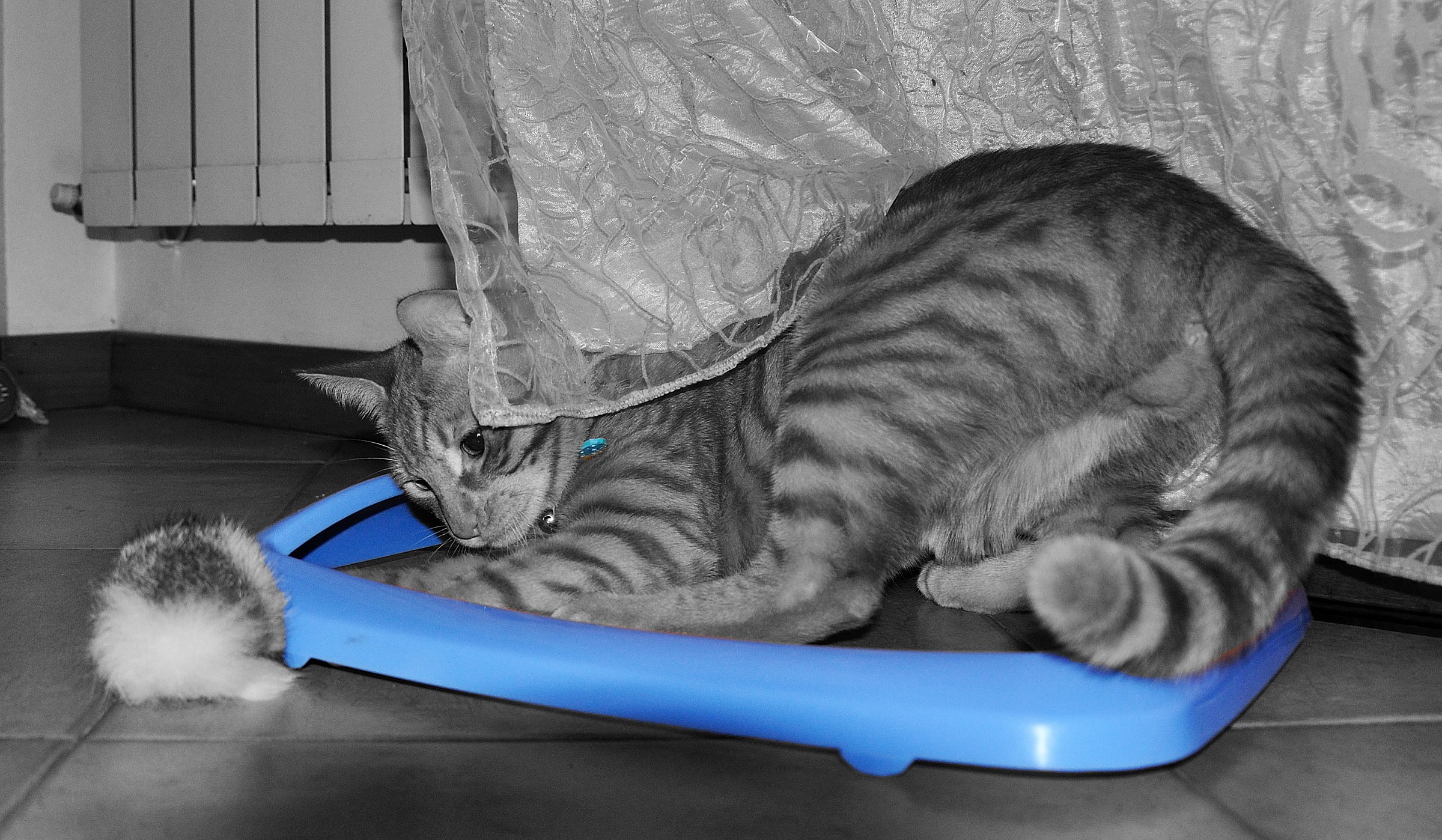 In un contorno blu...