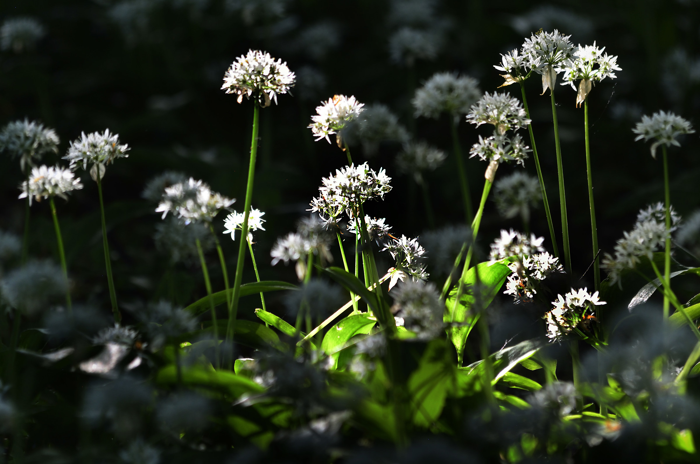 Early Sunlight on the Woodland Floor
