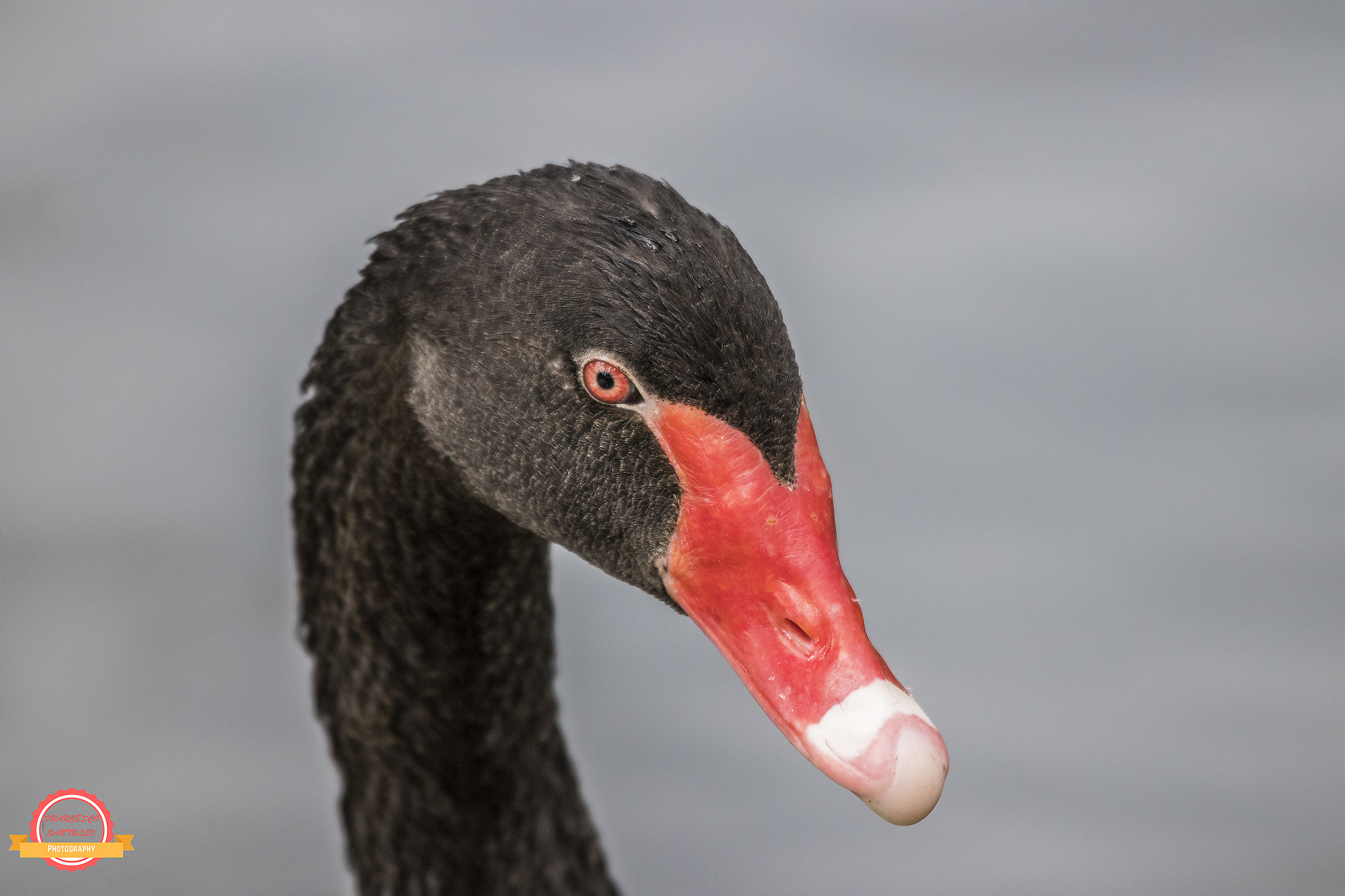 Il Ritratto del Cigno...!!!
