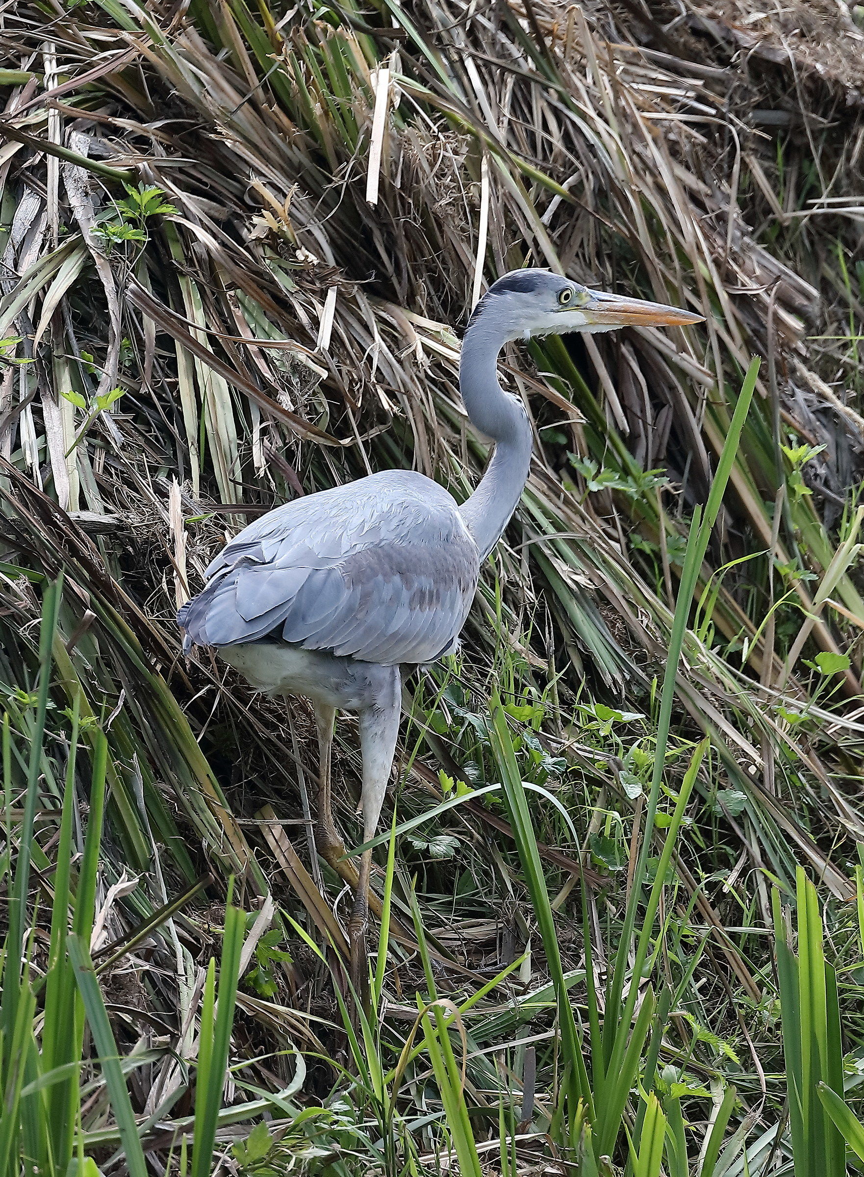 A spasso(in bici) con 5DsR e 100-400