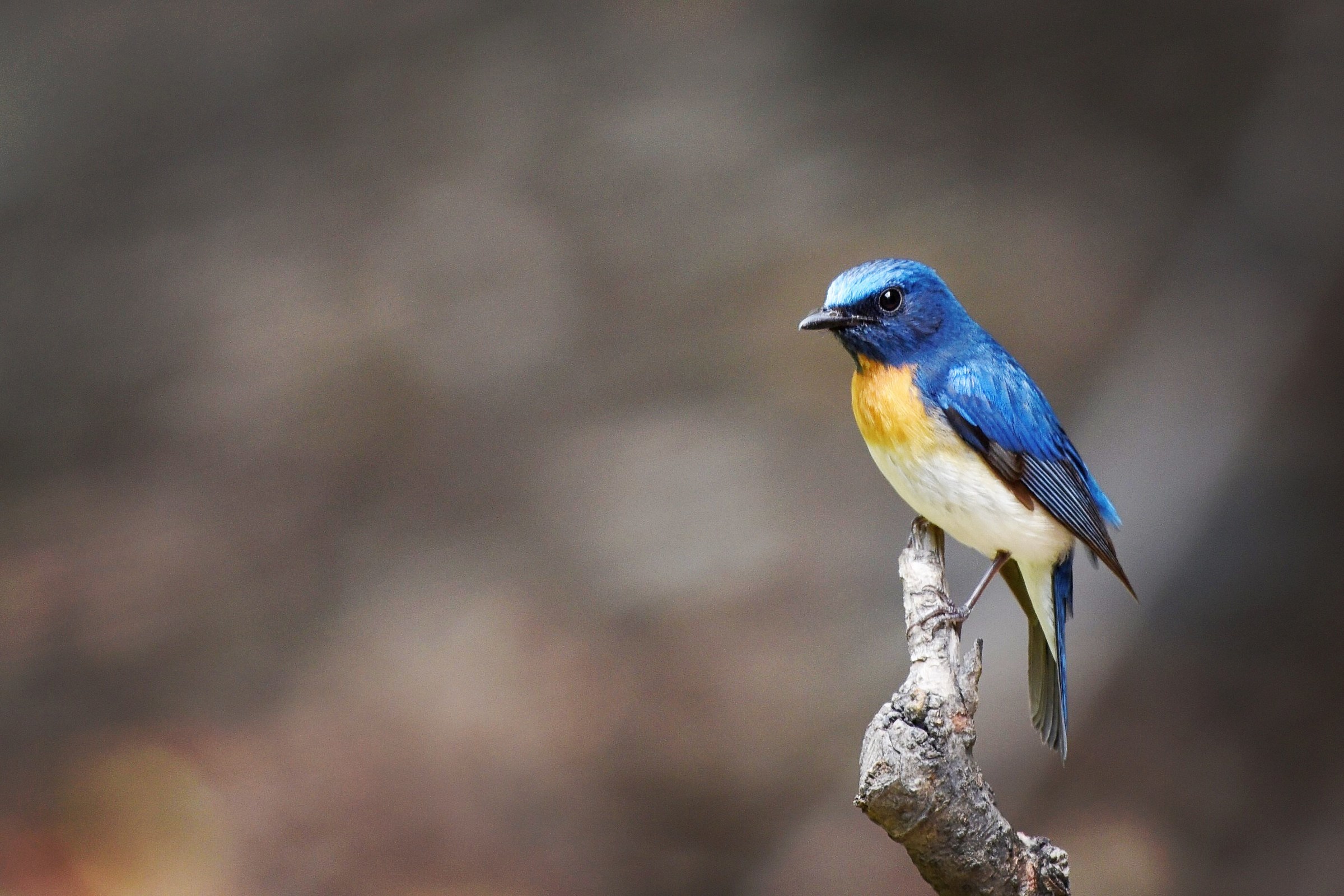 Pigliamosche gola blu