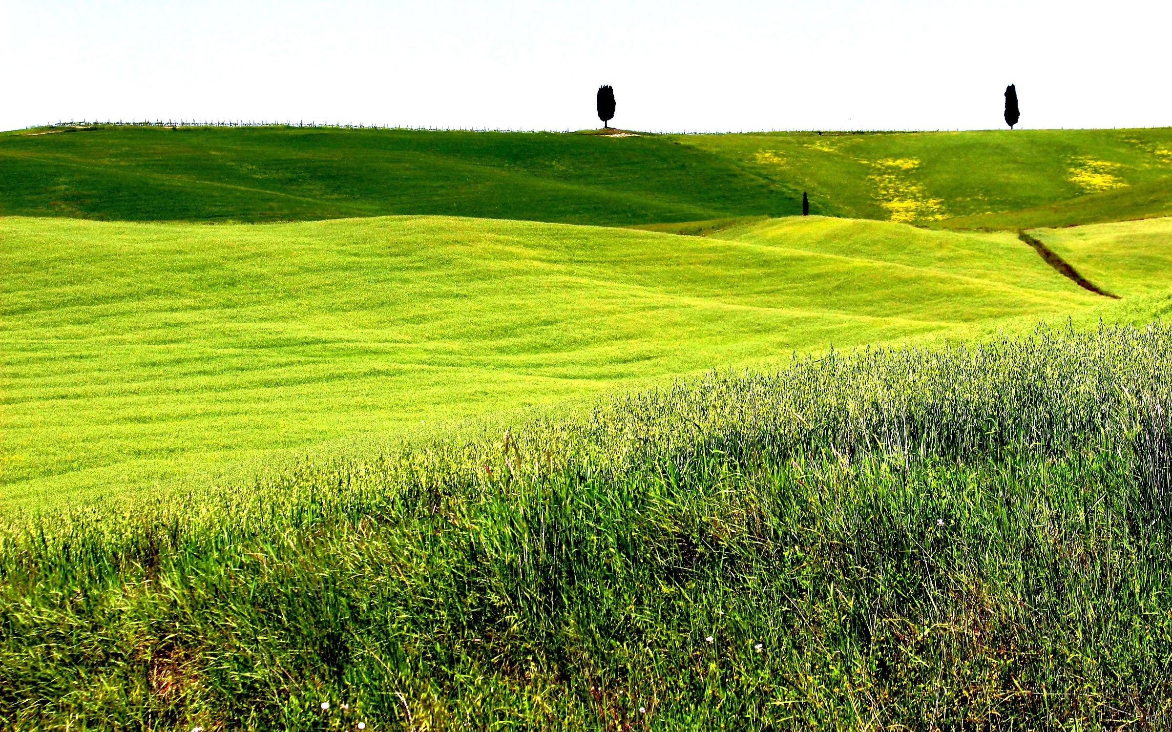 Green Tuscan Hills
