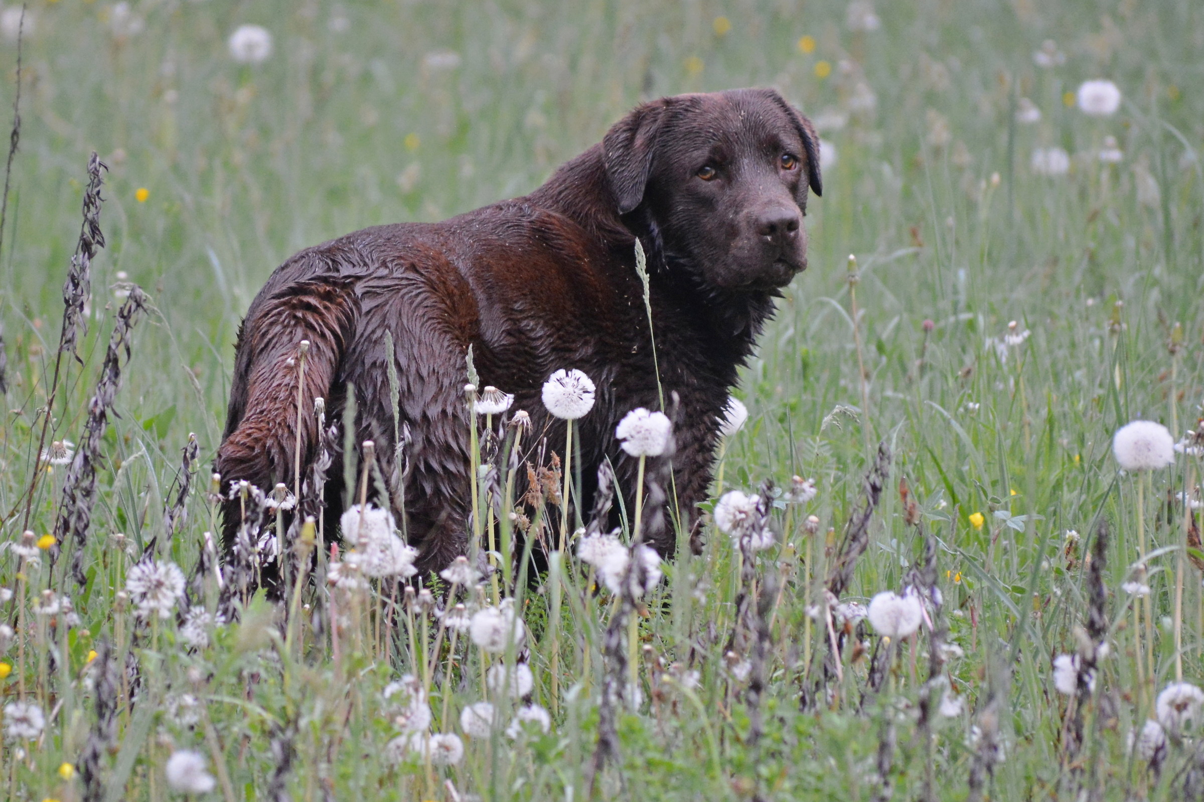 Labrador Brown