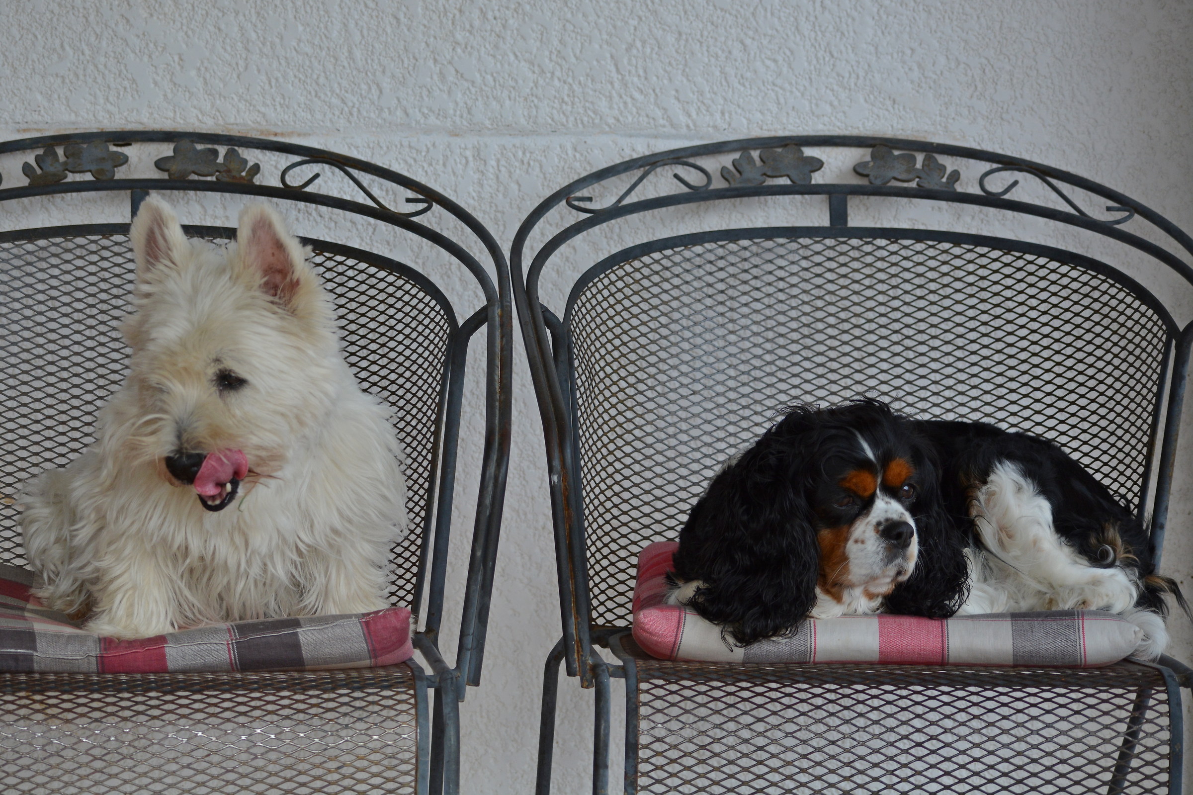 Isotta e Sally
